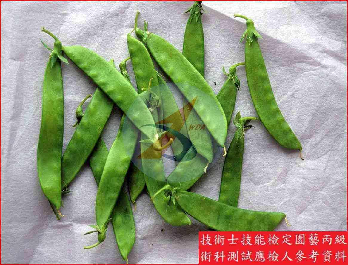 豌豆 園藝丙級識別圖片 9