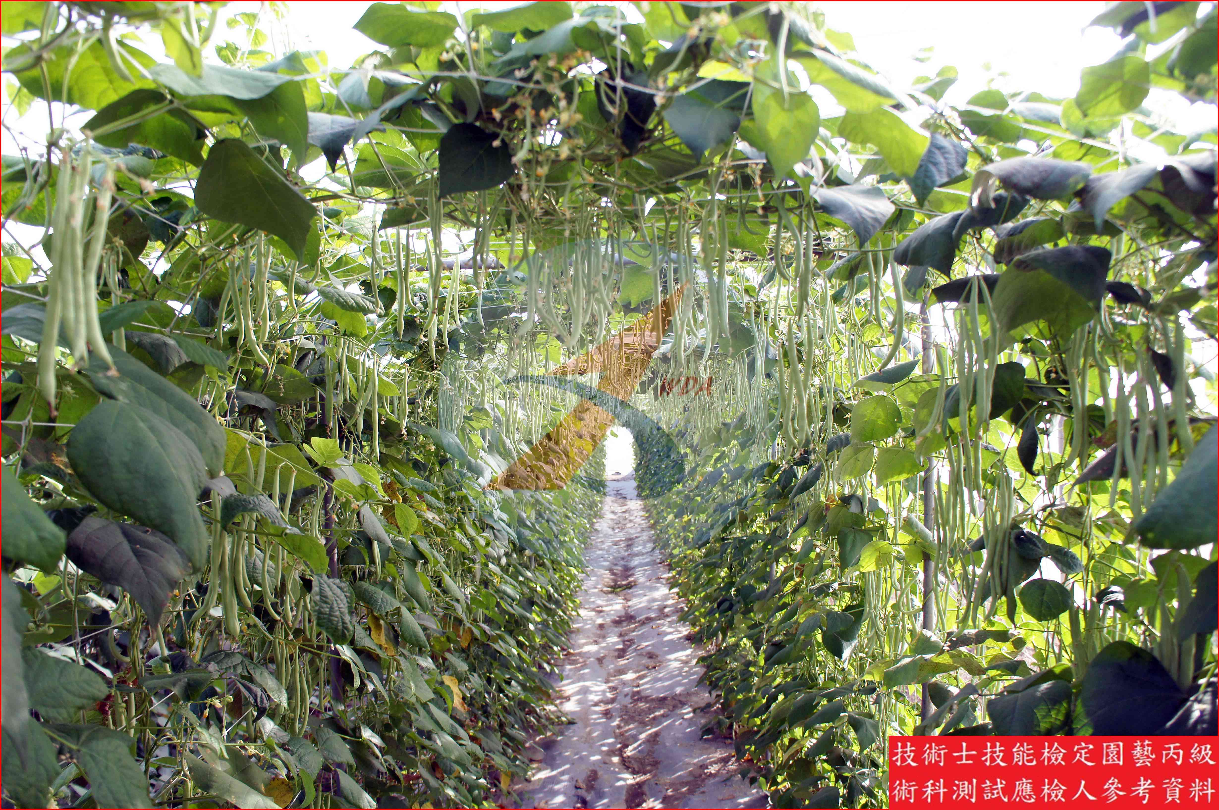 四季豆 園藝丙級識別圖片 3