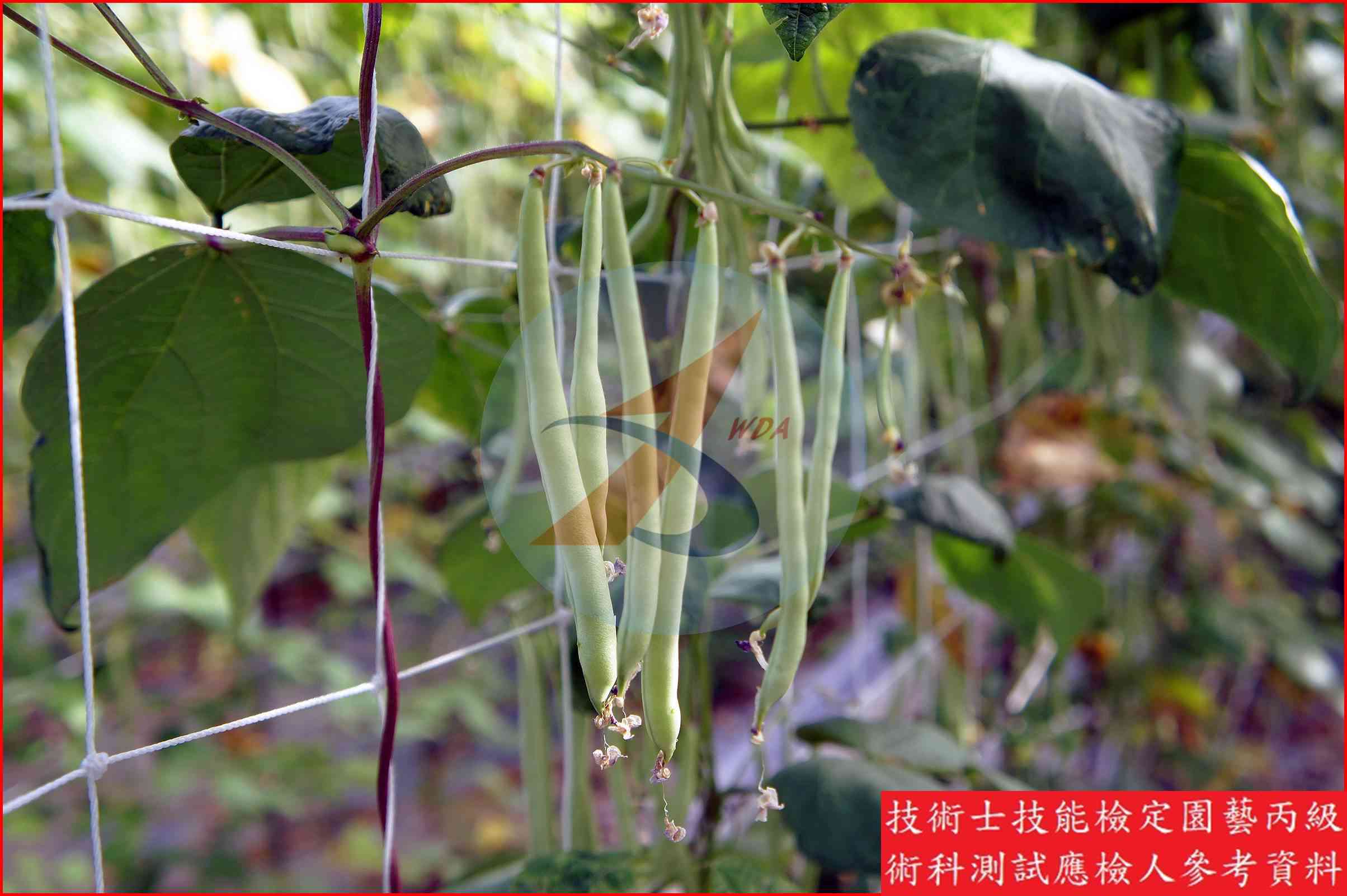 四季豆 園藝丙級識別圖片 4