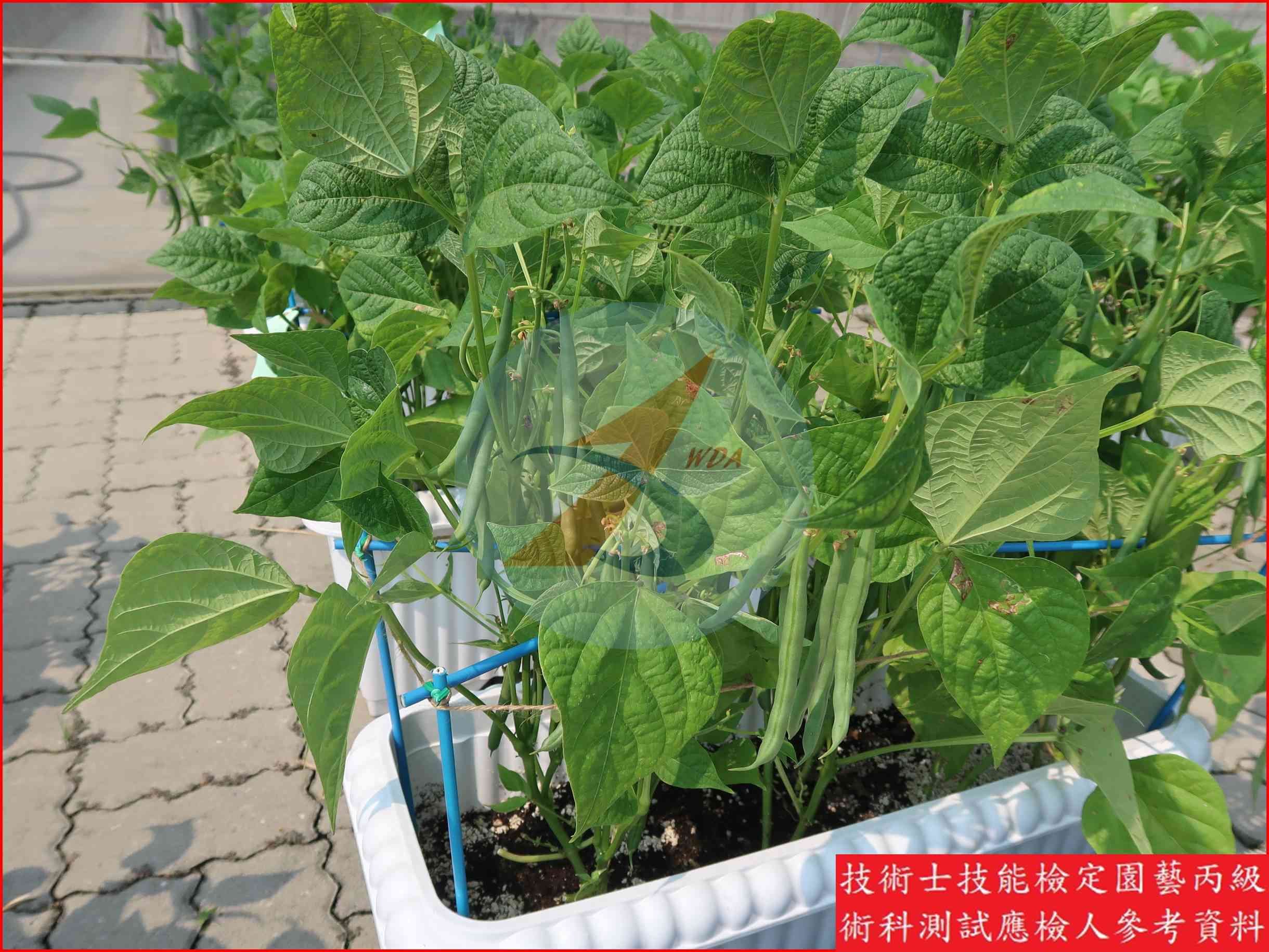 四季豆 園藝丙級識別圖片 6