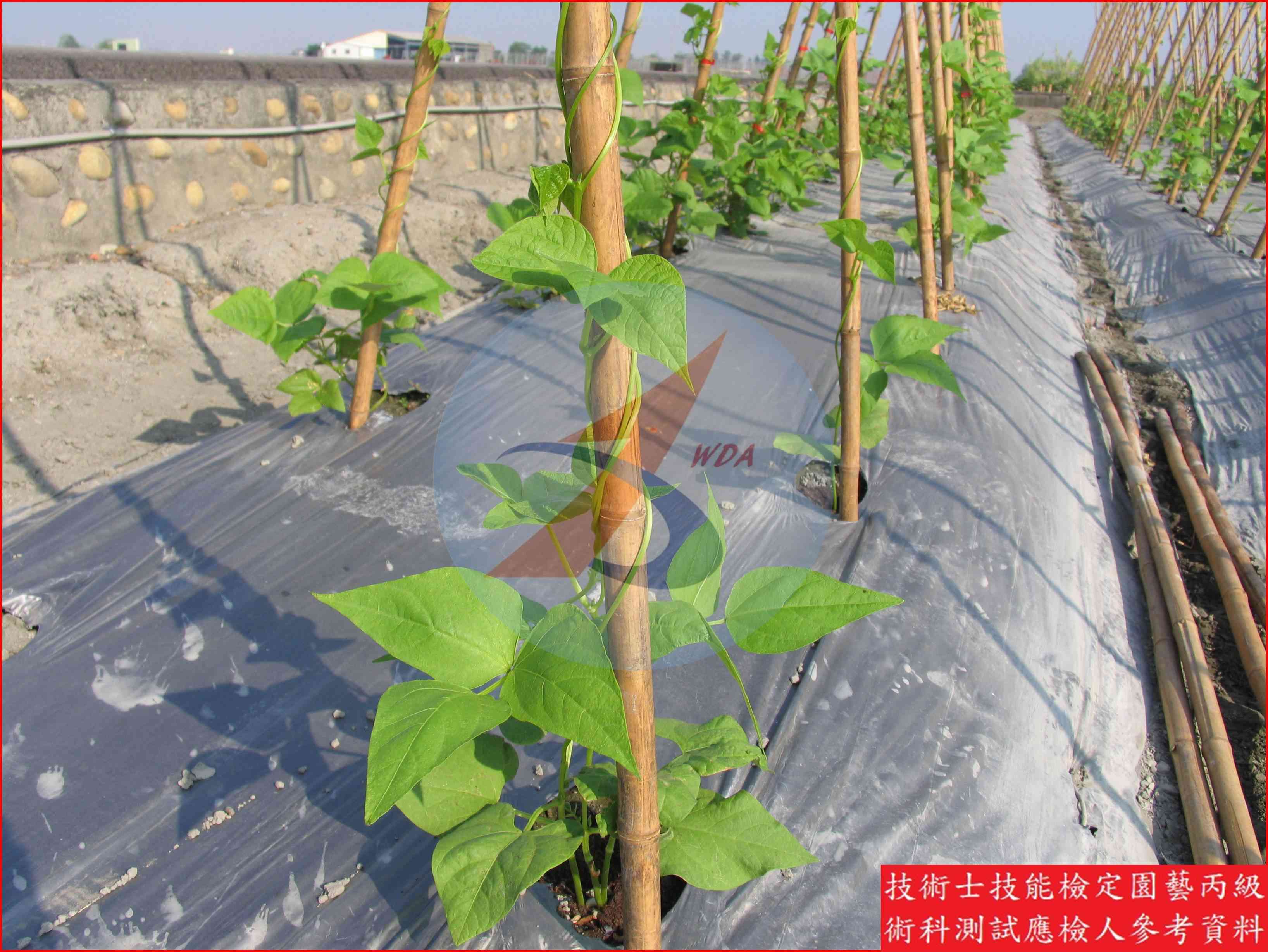 四季豆 園藝丙級識別圖片 7