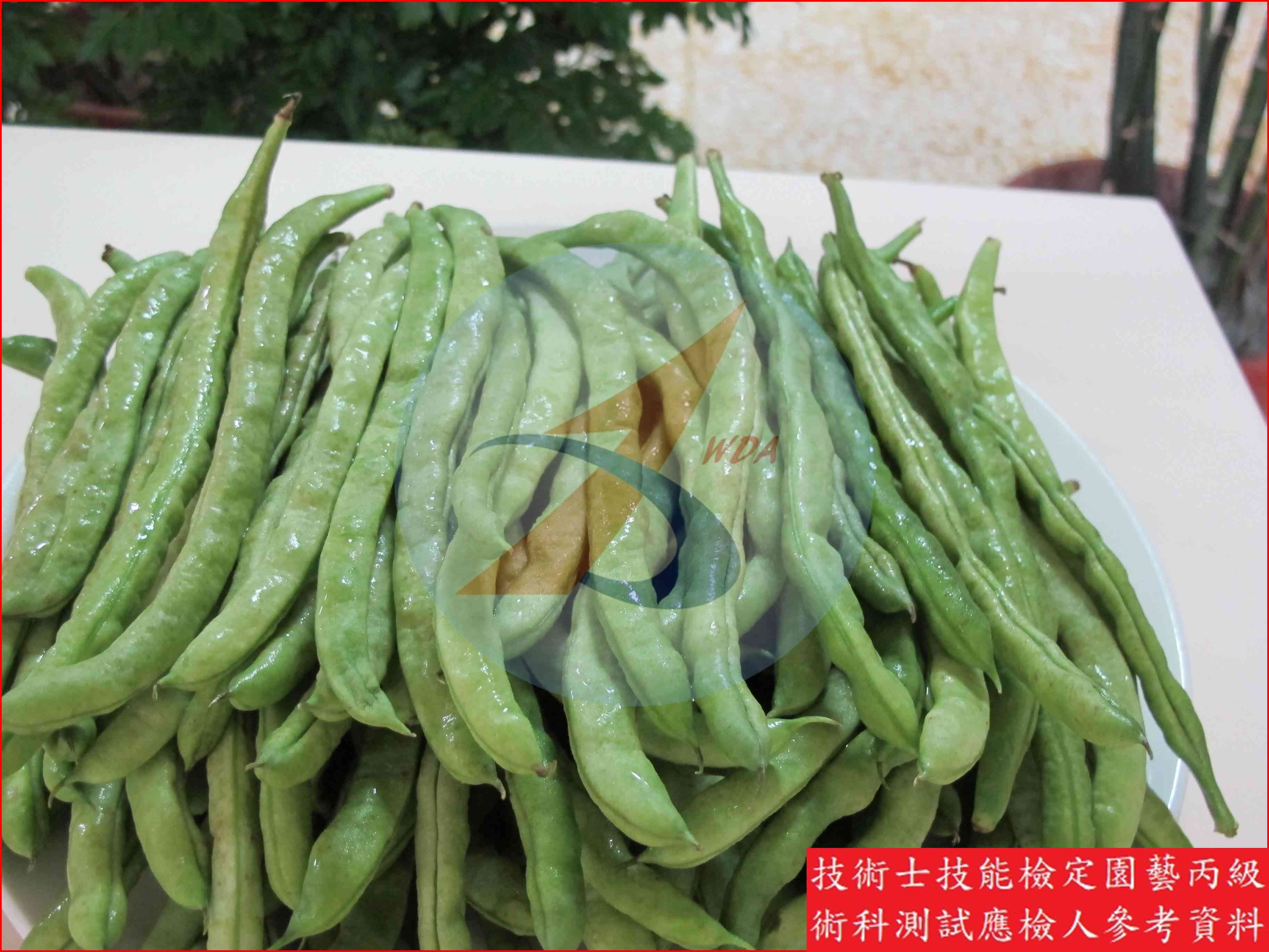 四季豆 園藝丙級識別圖片 8