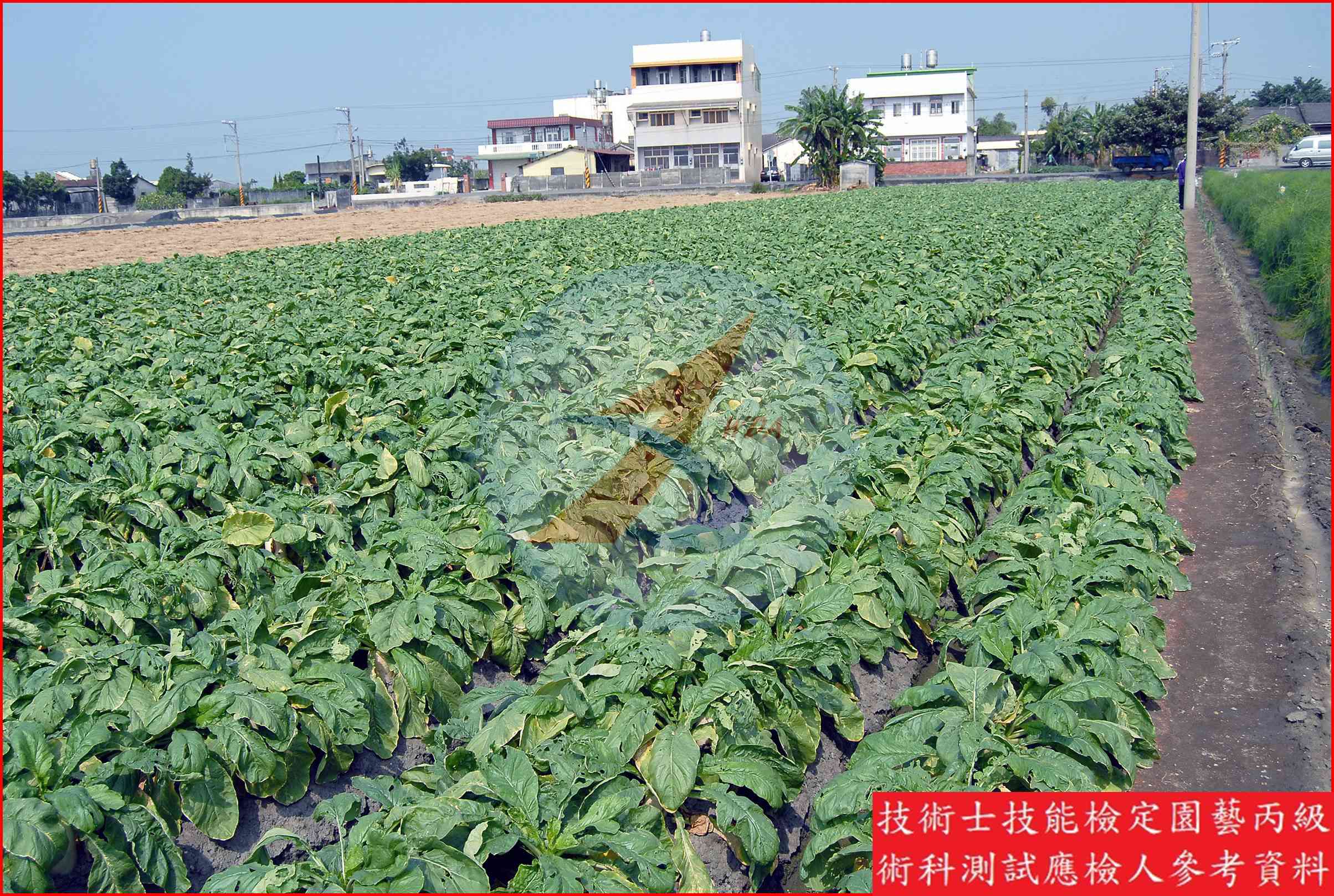 蘿蔔 園藝丙級識別圖片 2