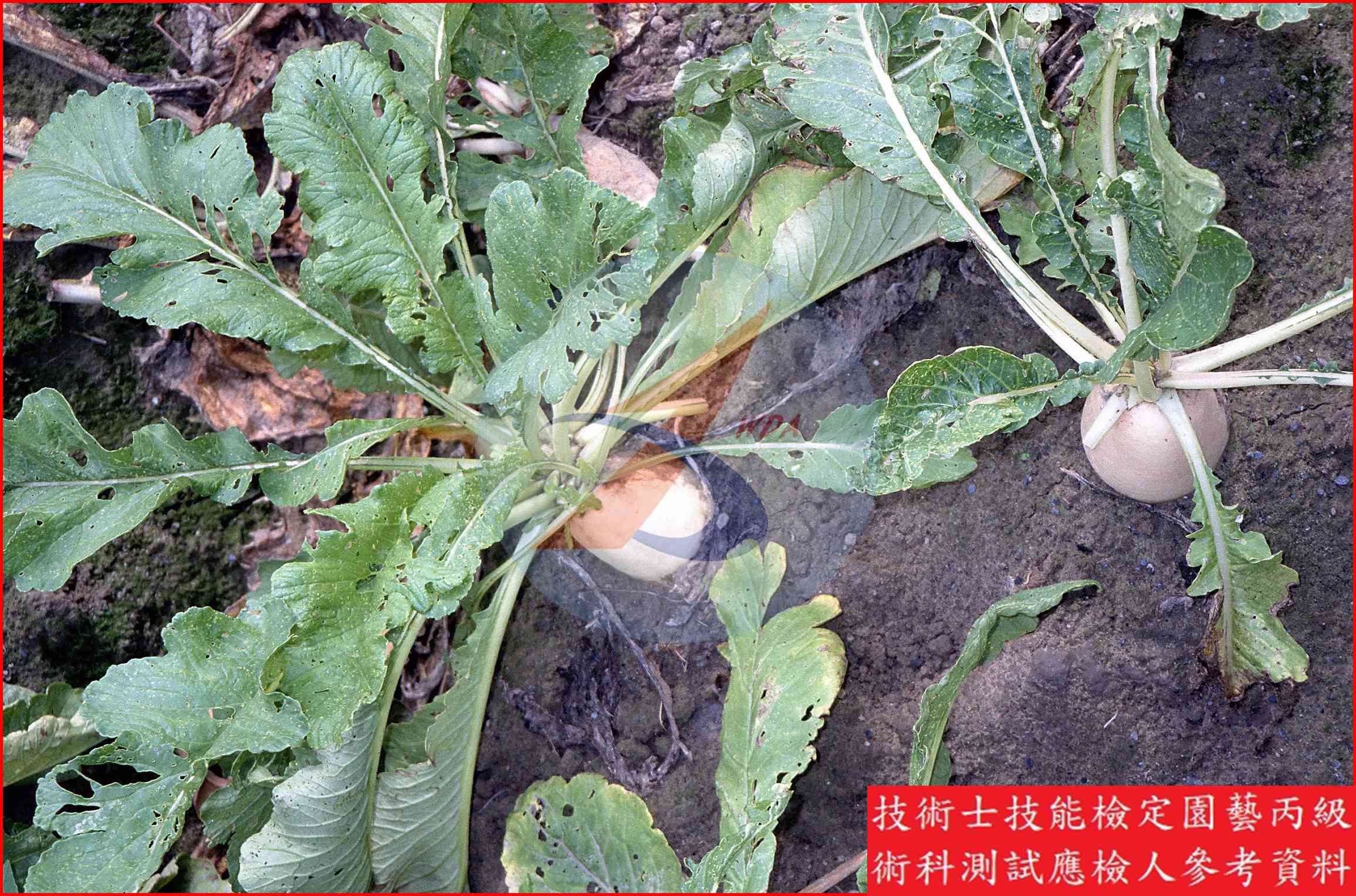 蘿蔔 園藝丙級識別圖片 3