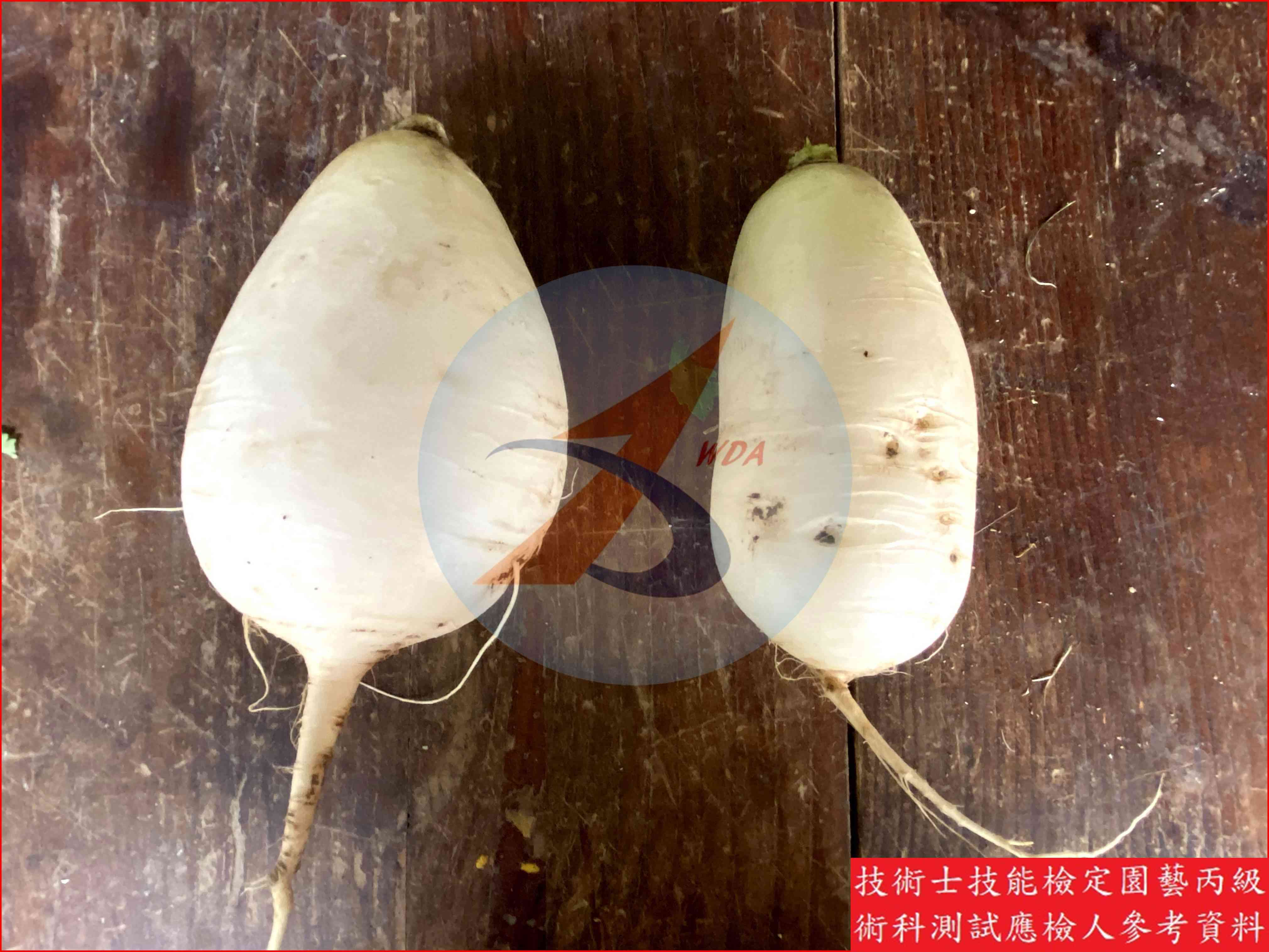 蘿蔔 園藝丙級識別圖片 4