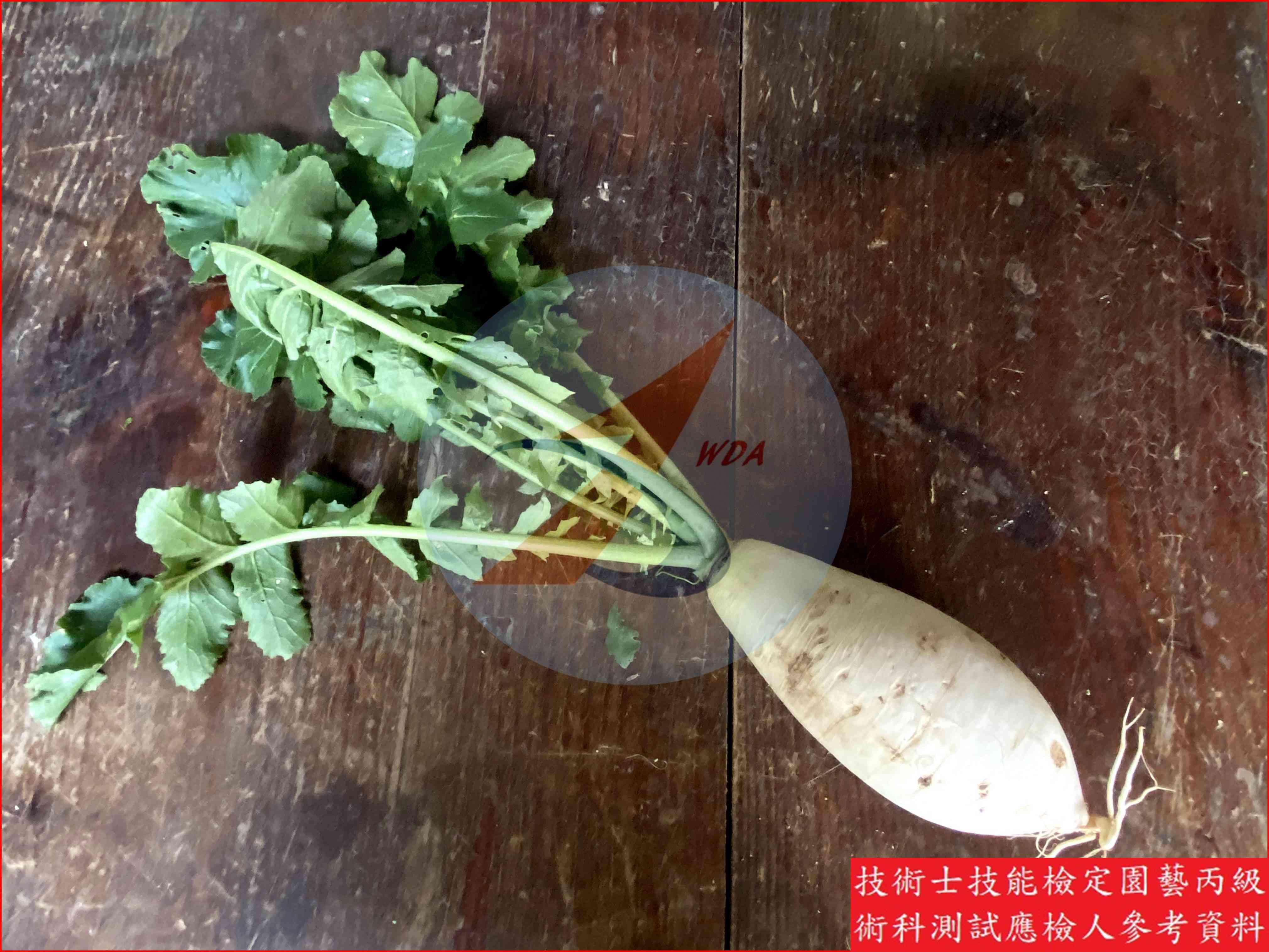 蘿蔔 園藝丙級識別圖片 5