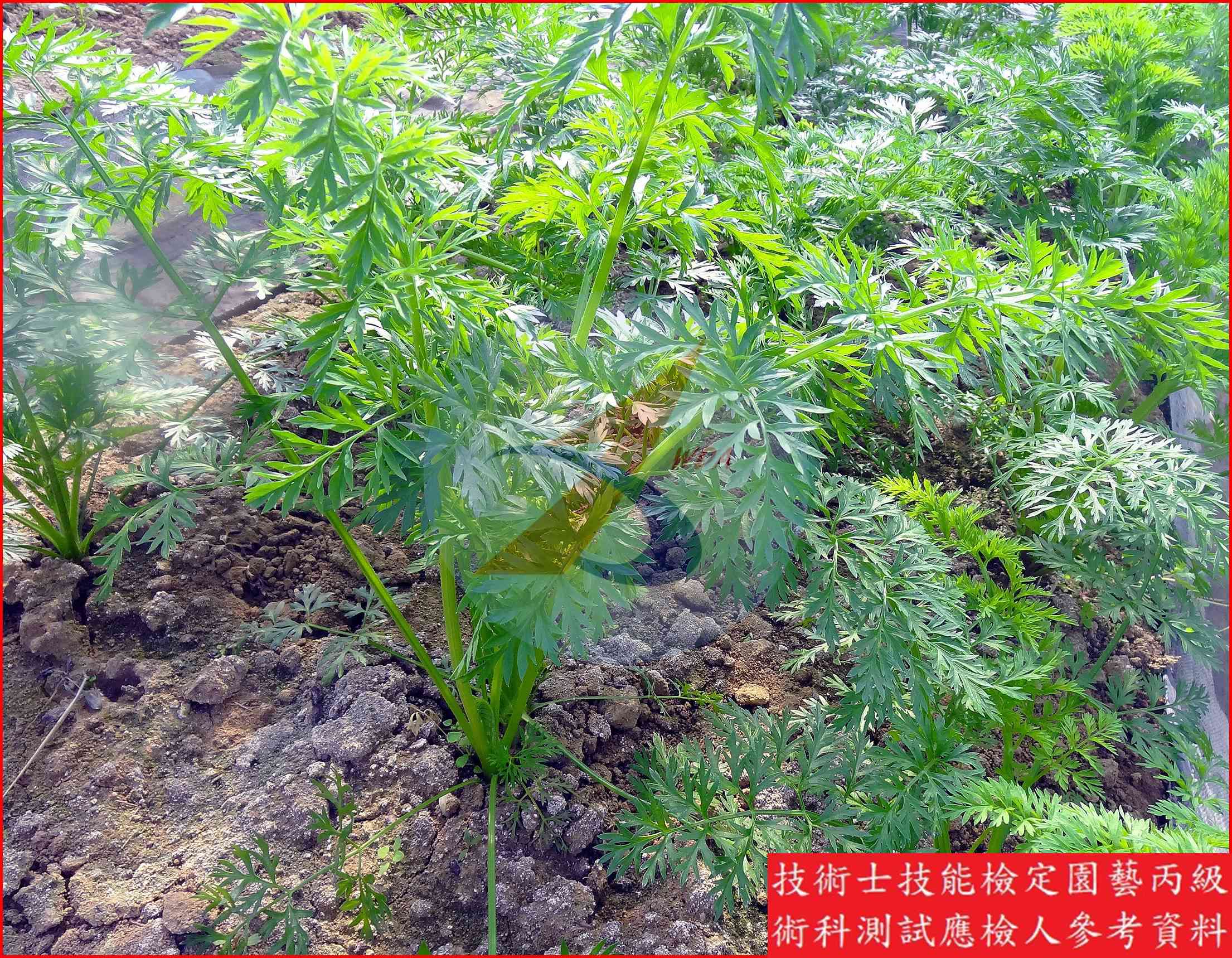 胡蘿蔔 園藝丙級辨識圖片
