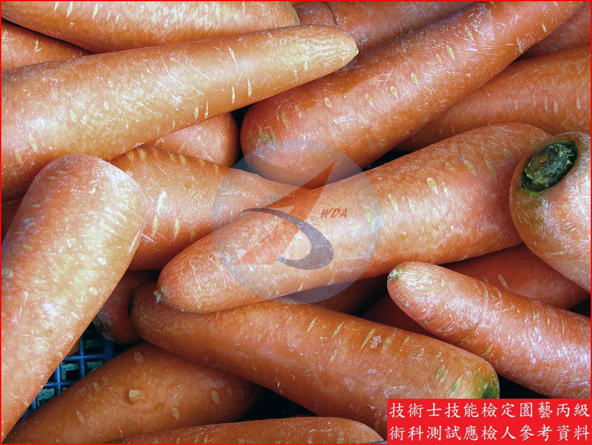 胡蘿蔔 園藝丙級識別圖片 3
