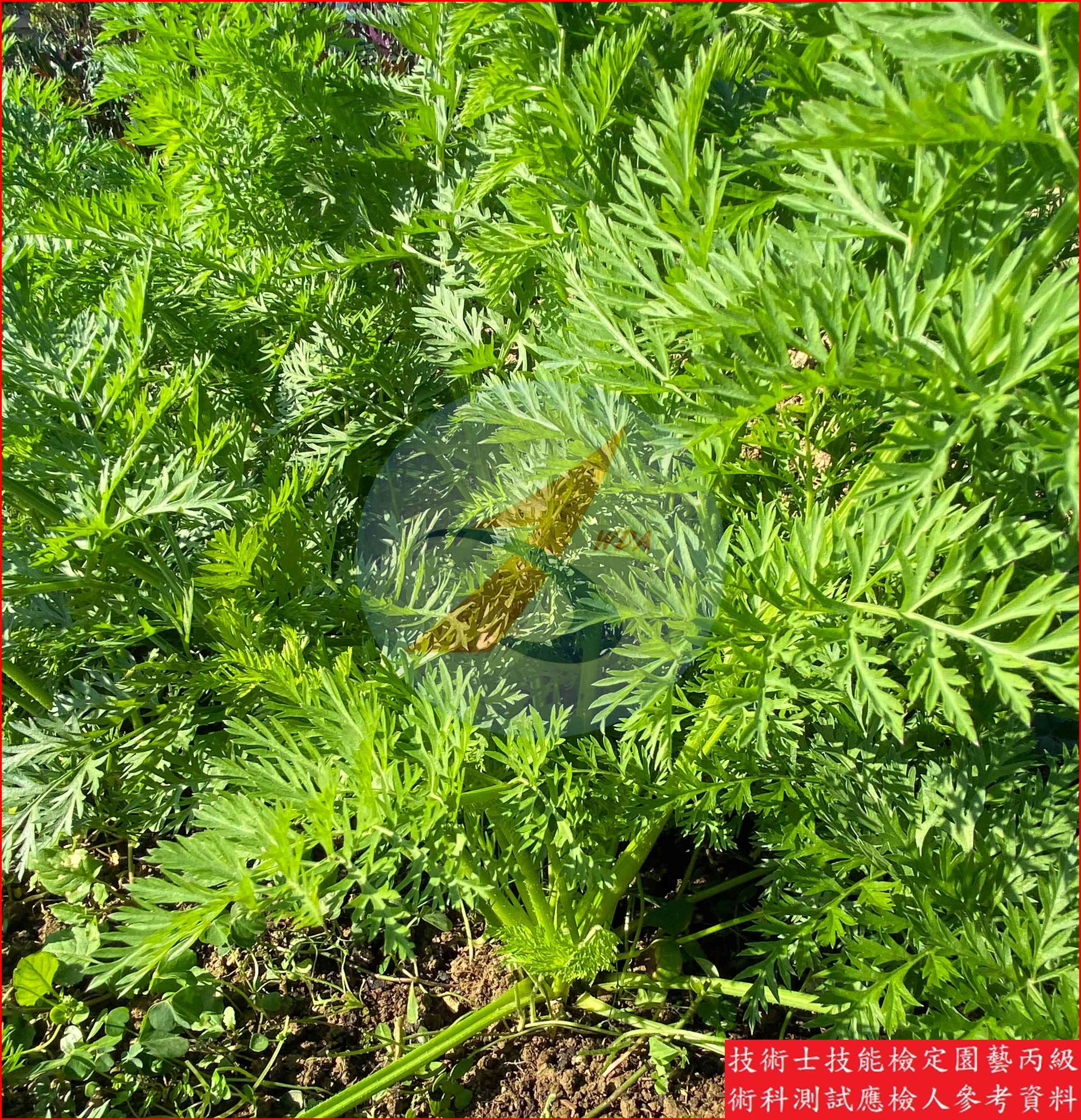 胡蘿蔔 園藝丙級識別圖片 4