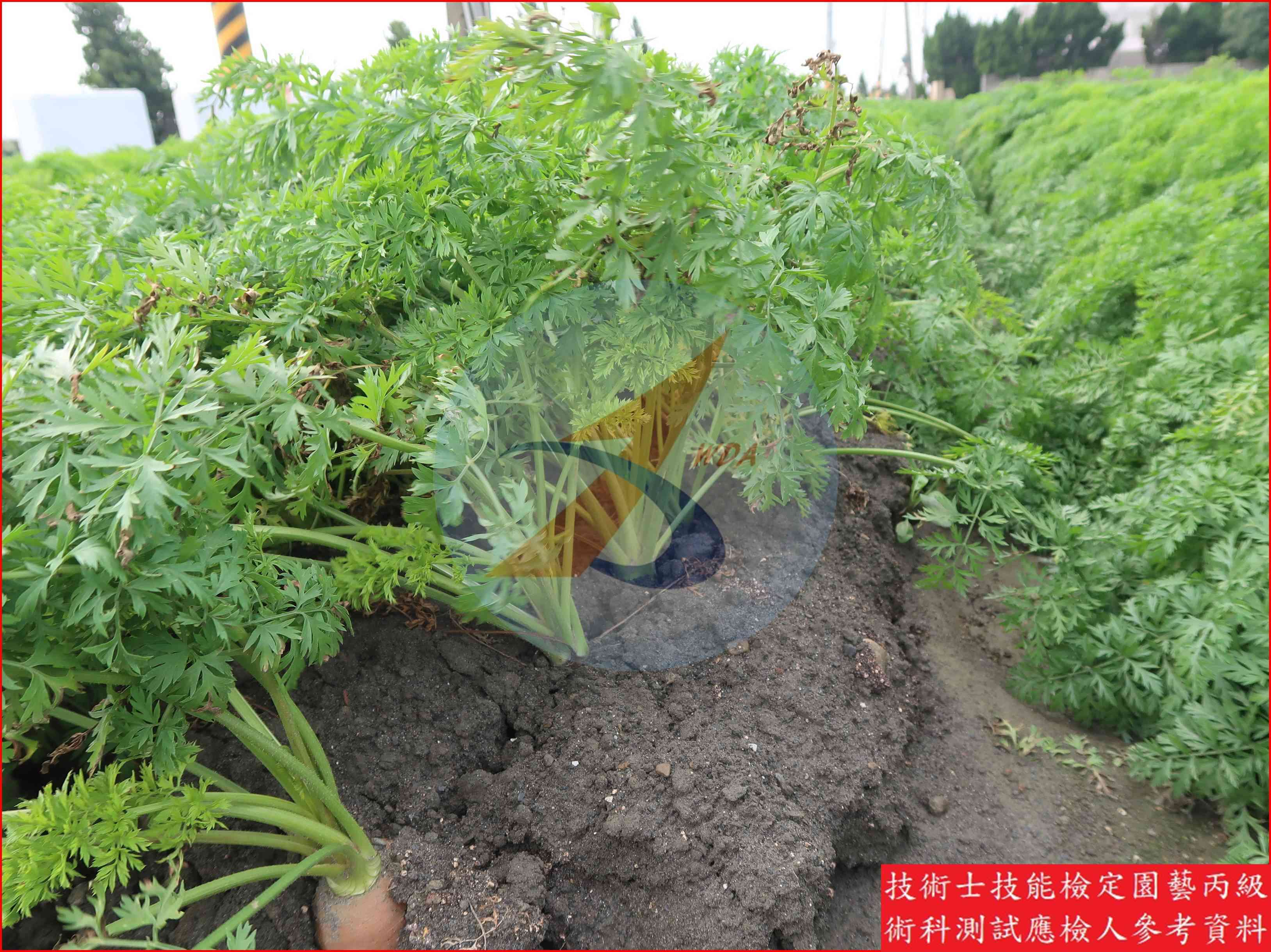 胡蘿蔔 園藝丙級識別圖片 5