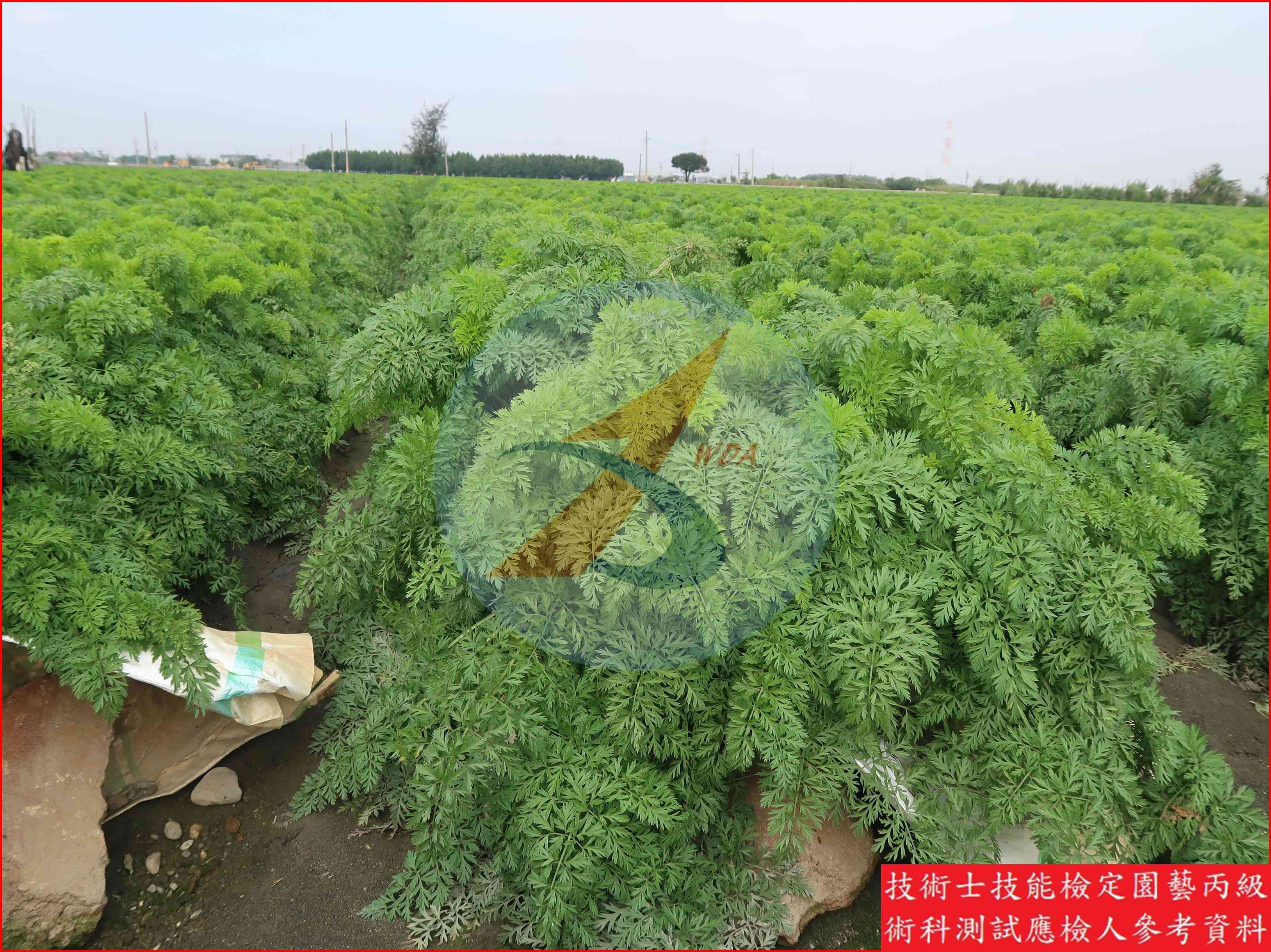 胡蘿蔔 園藝丙級識別圖片 6