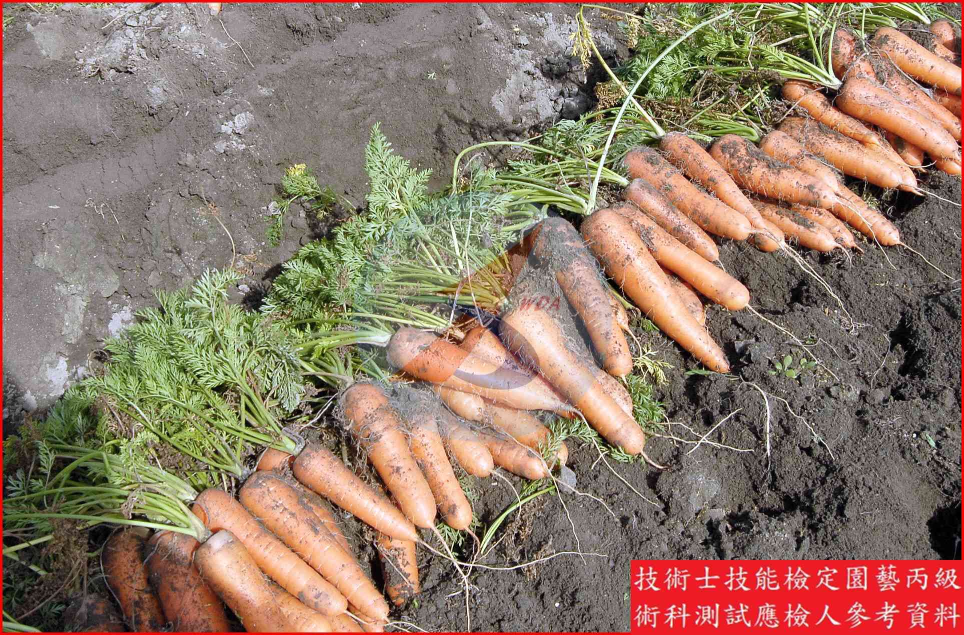 胡蘿蔔 園藝丙級識別圖片 9