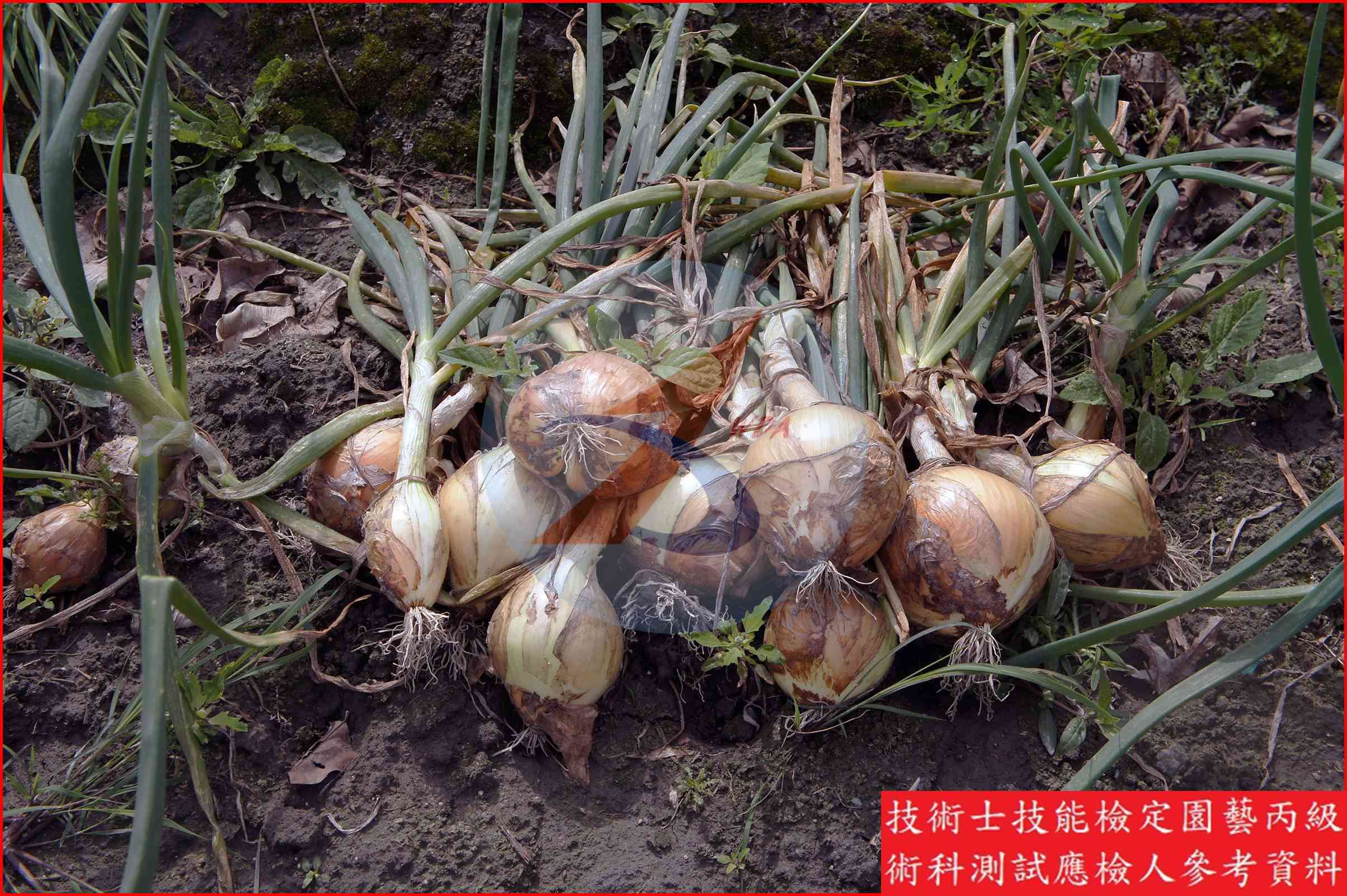 洋蔥 園藝丙級辨識圖片