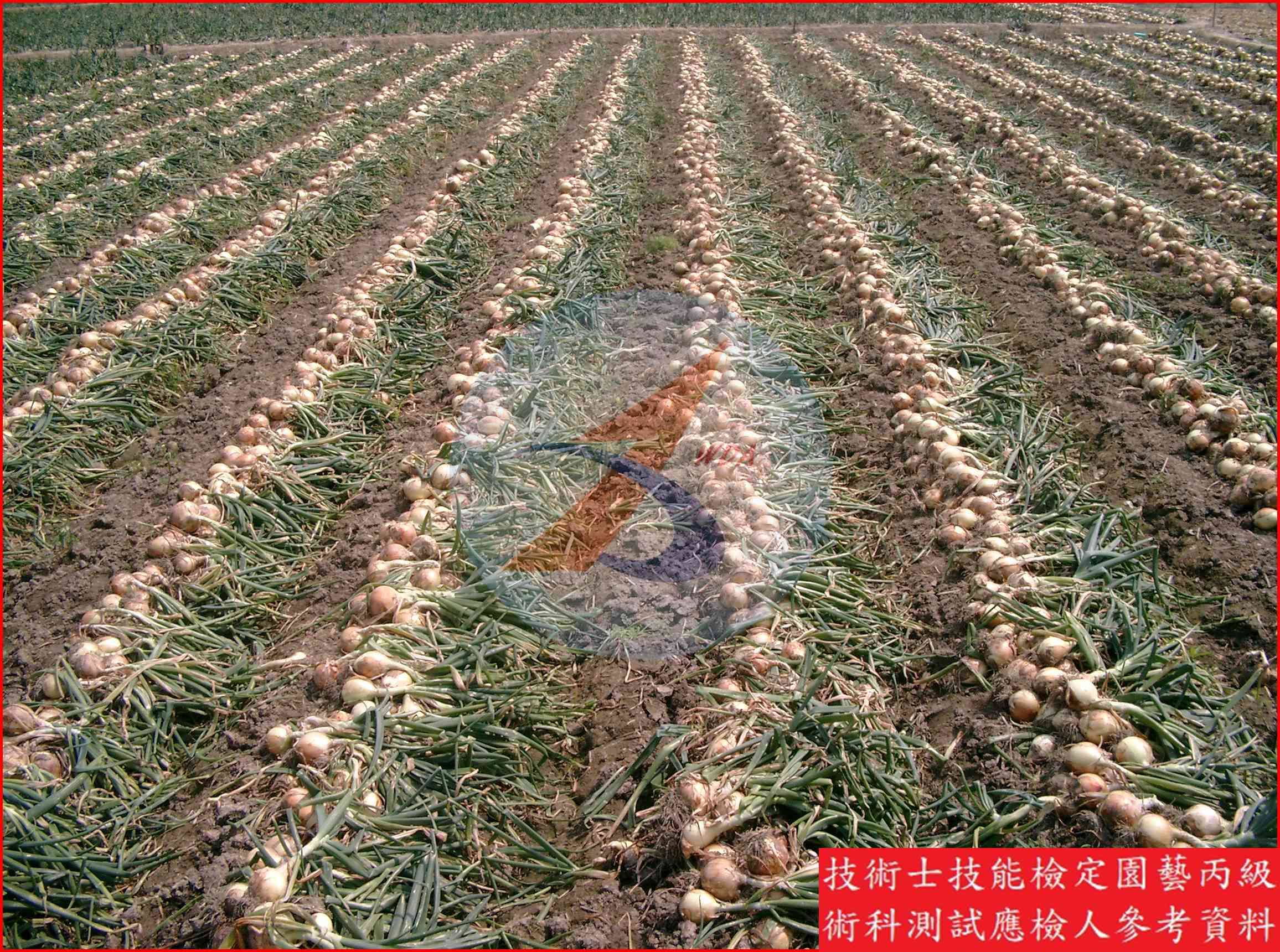 洋蔥 園藝丙級識別圖片 10