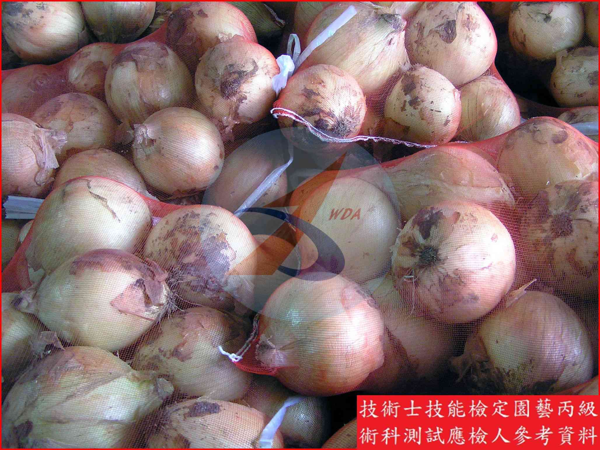 洋蔥 園藝丙級識別圖片 11