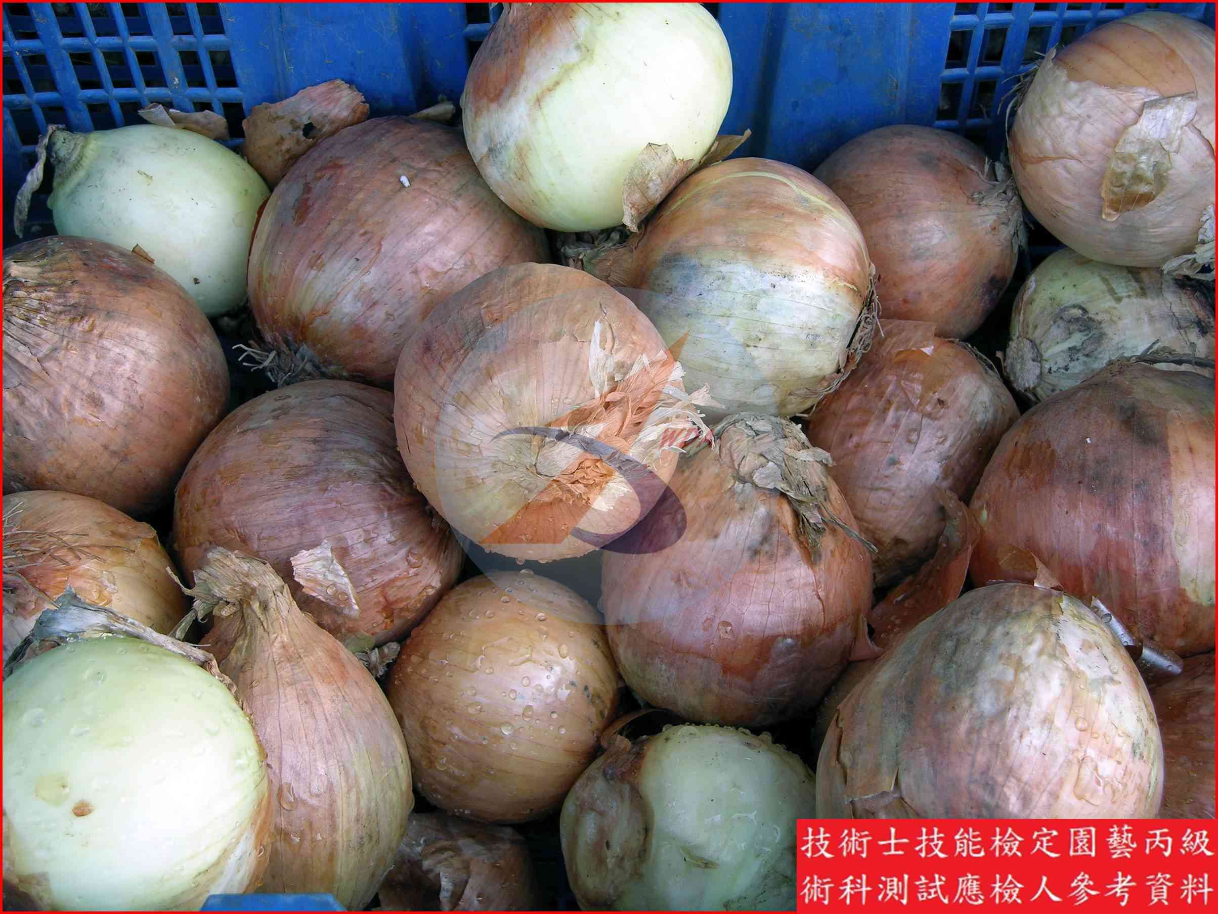 洋蔥 園藝丙級識別圖片 4