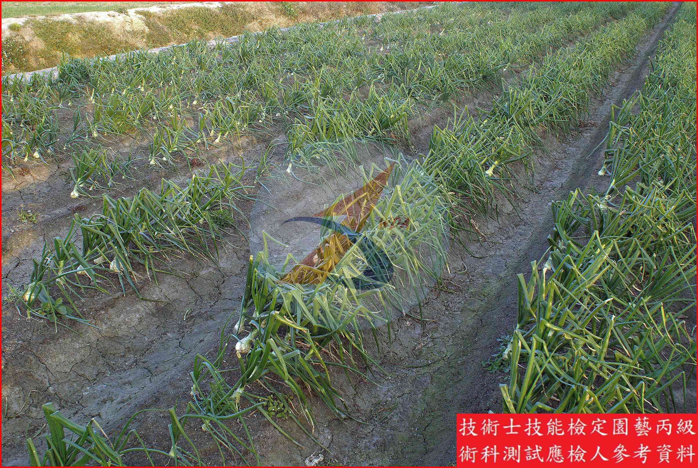 洋蔥 園藝丙級識別圖片 5