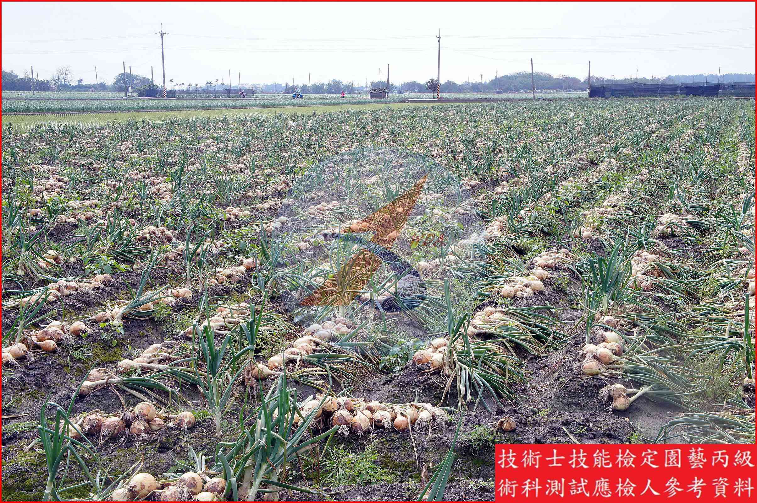 洋蔥 園藝丙級識別圖片 8