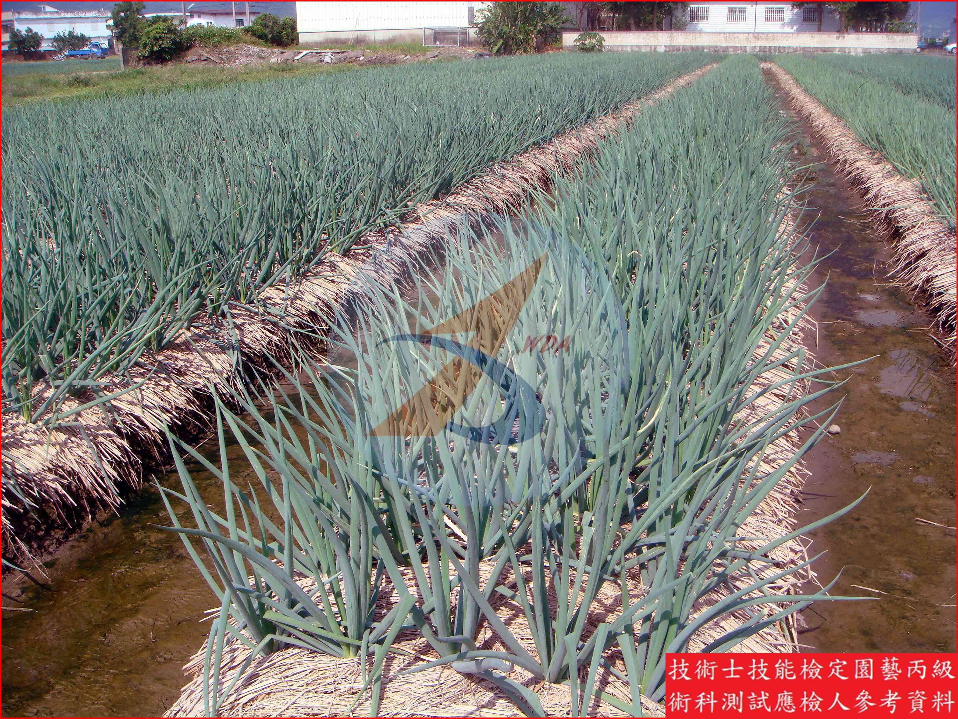 蔥 / 韭菜 比較主圖