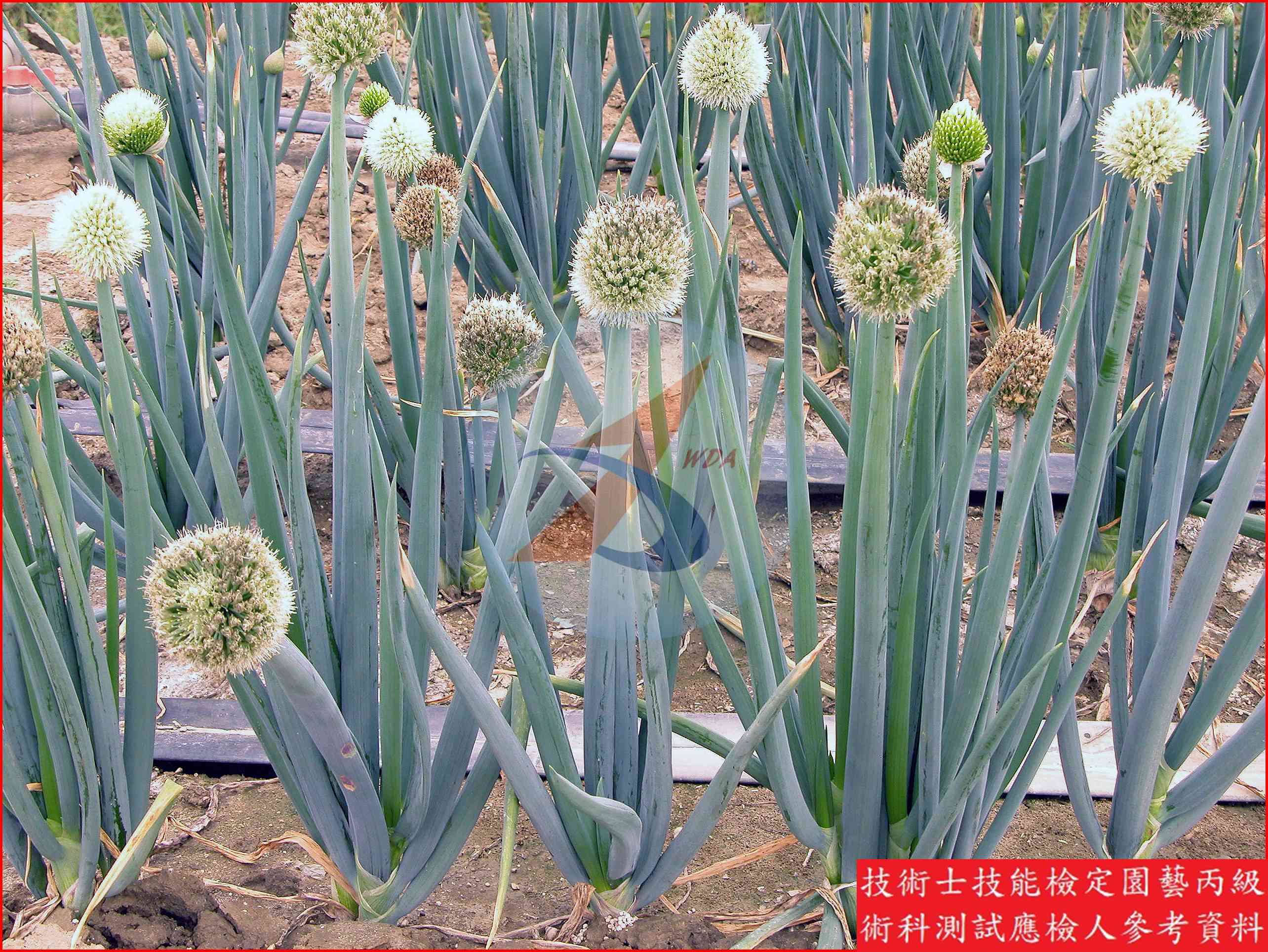 蔥 園藝丙級識別圖片 3