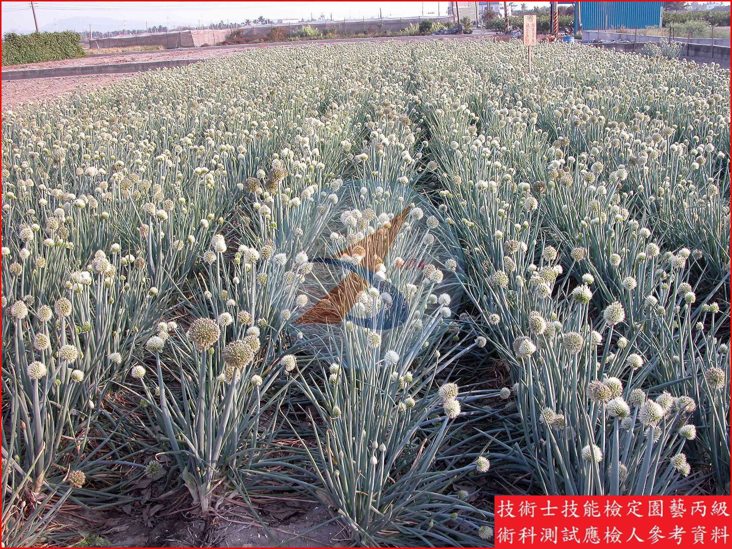 蔥 園藝丙級識別圖片 4