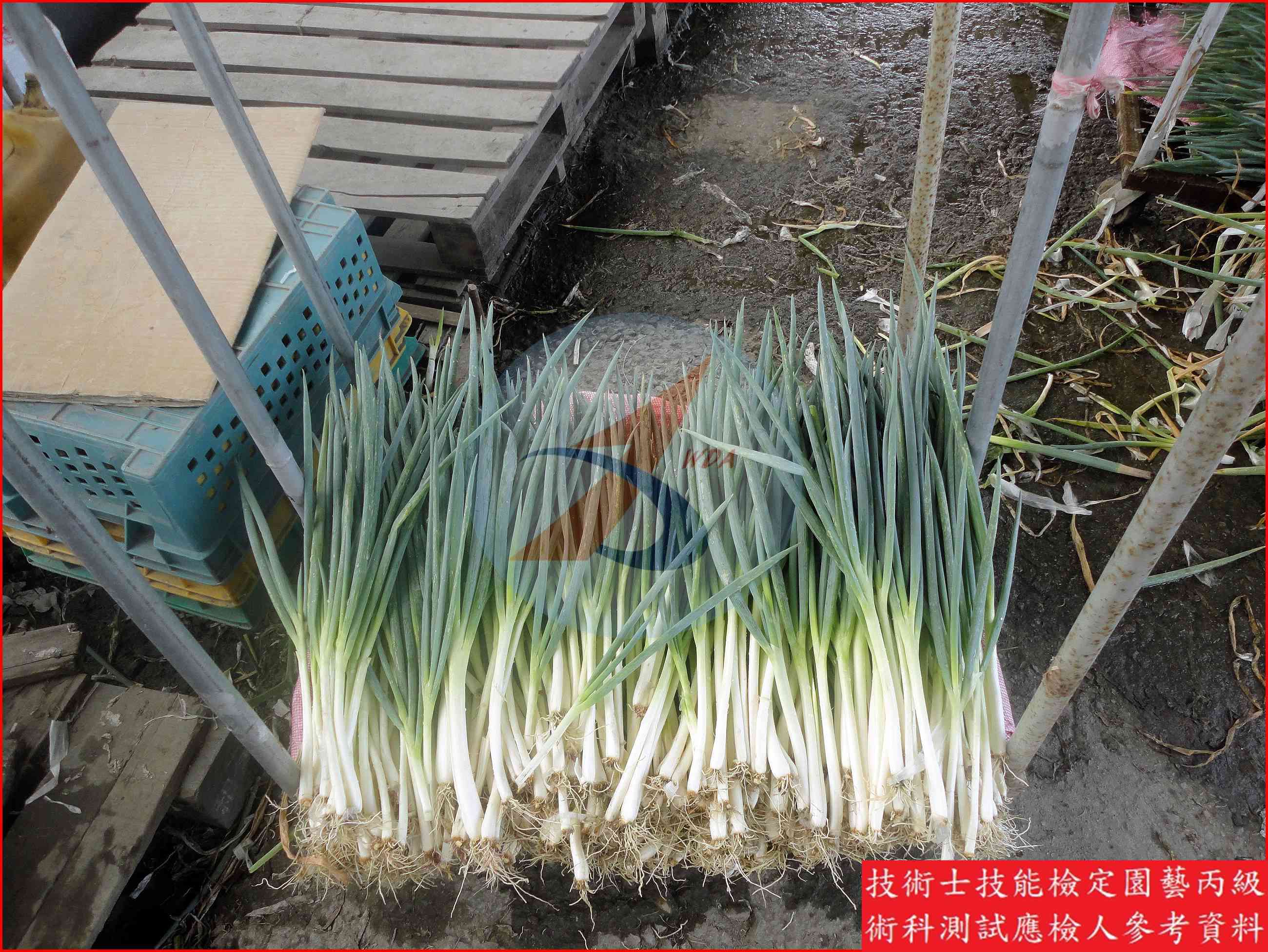 蔥 園藝丙級識別圖片 6