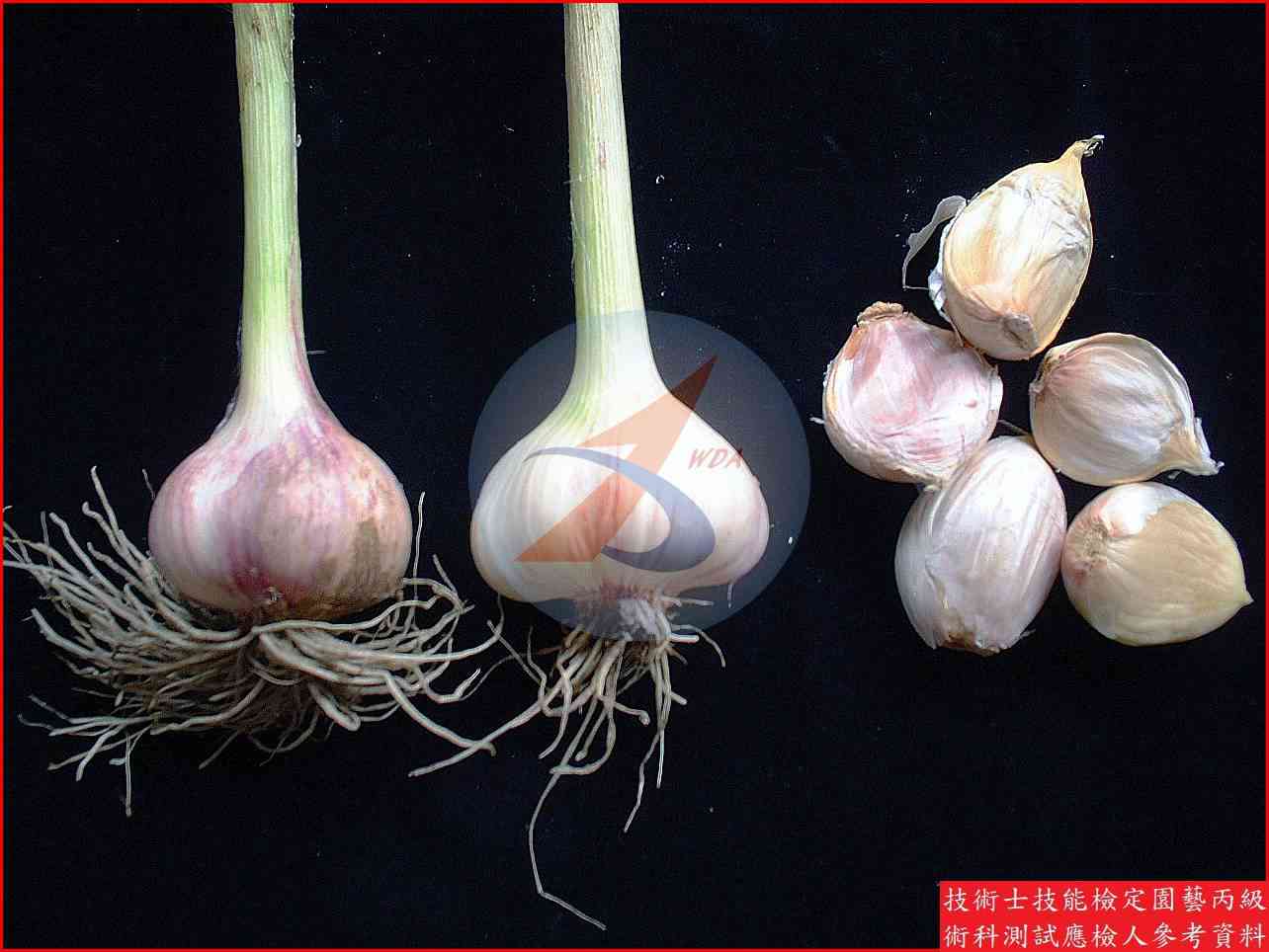 大蒜 園藝丙級辨識圖片