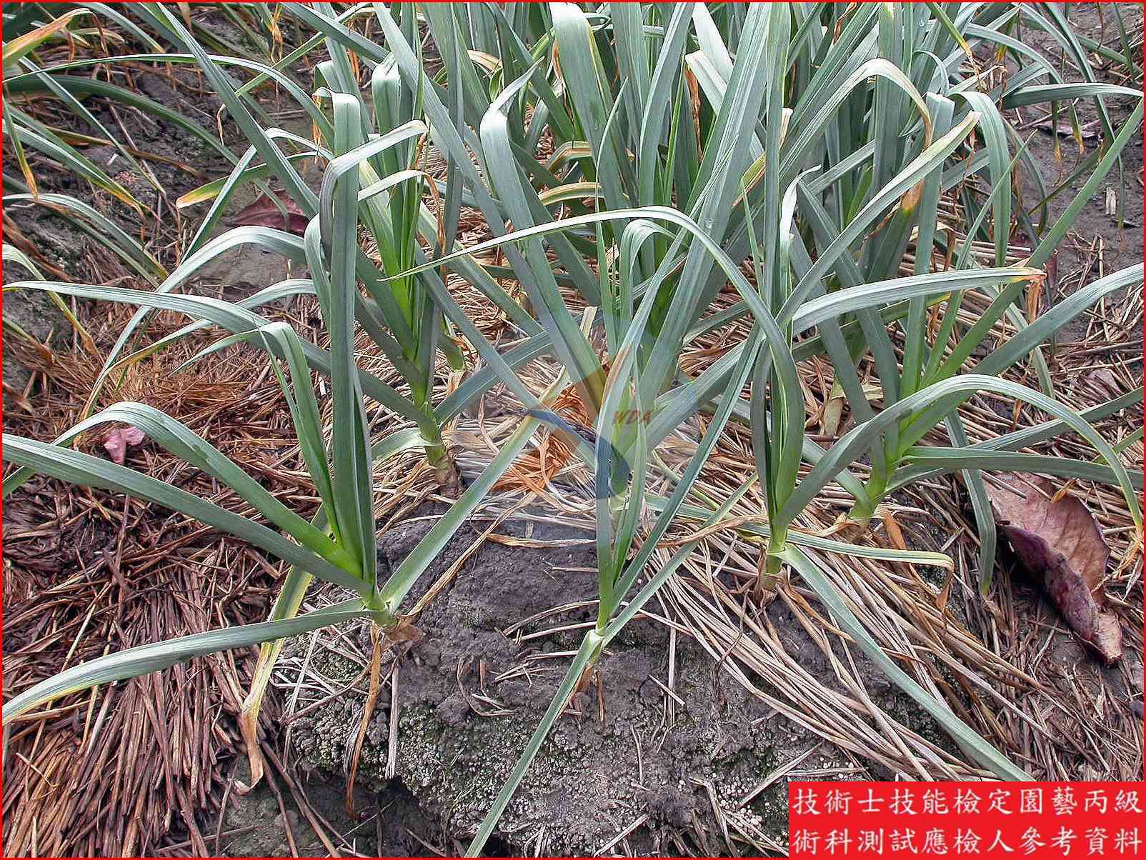 大蒜 園藝丙級識別圖片 3