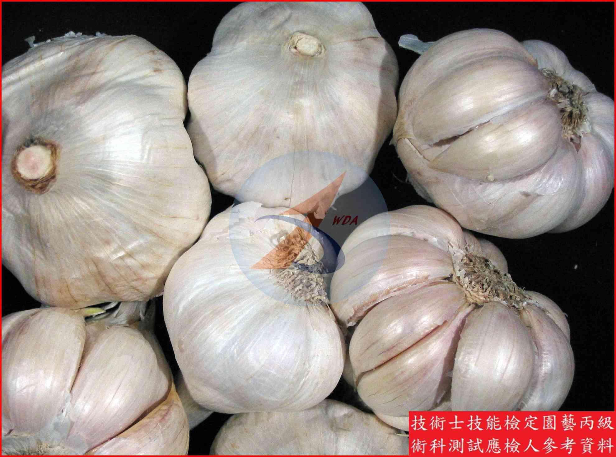 大蒜 園藝丙級識別圖片 4