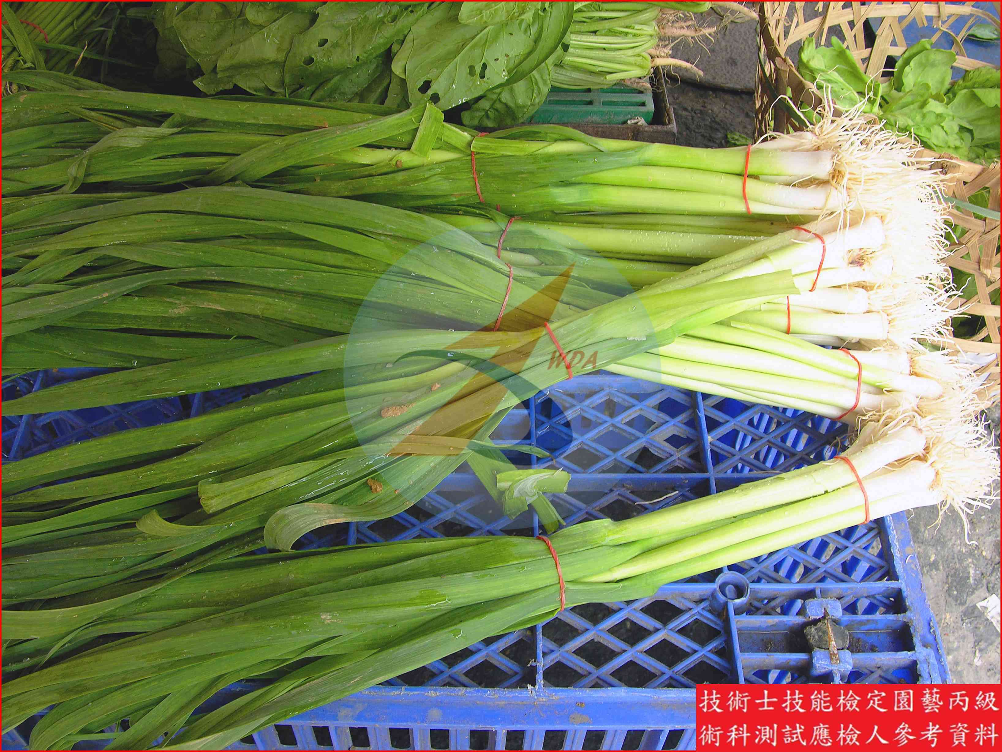 大蒜 園藝丙級識別圖片 7