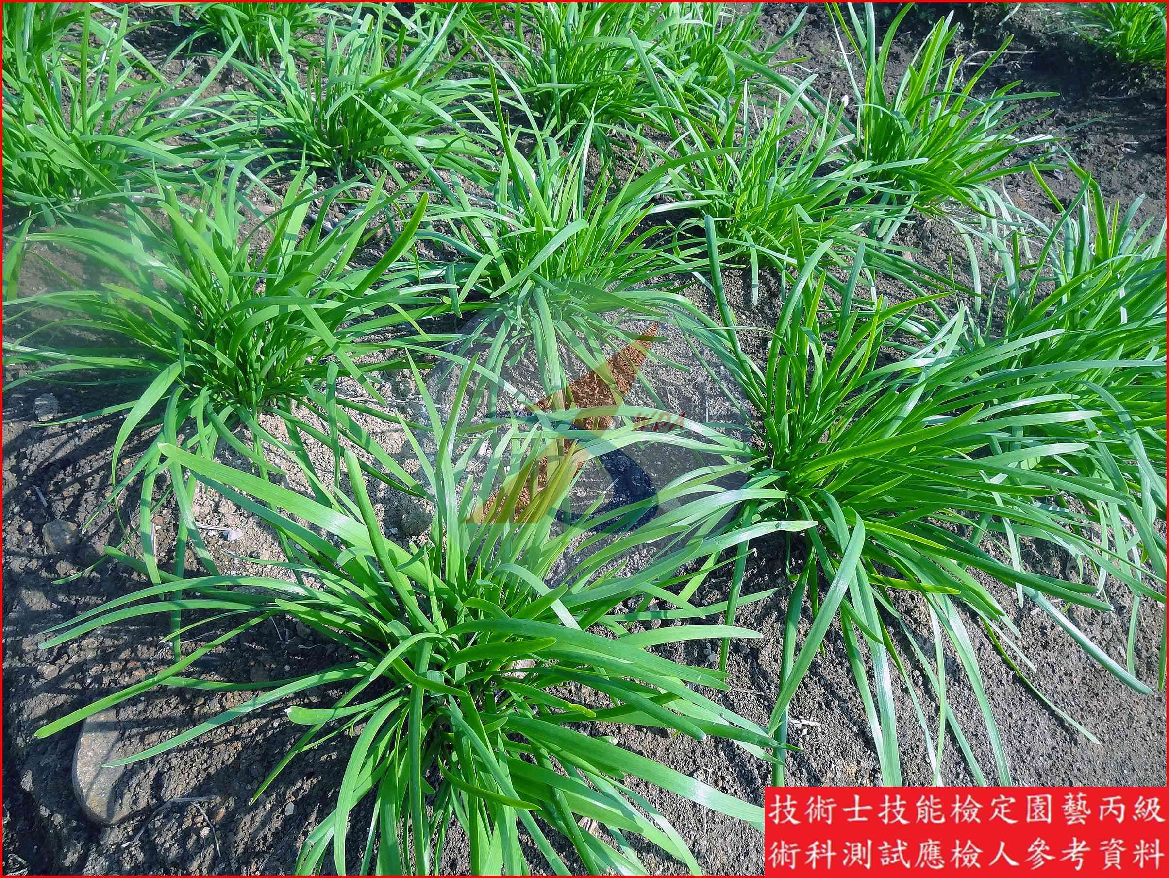 韭菜 園藝丙級辨識圖片