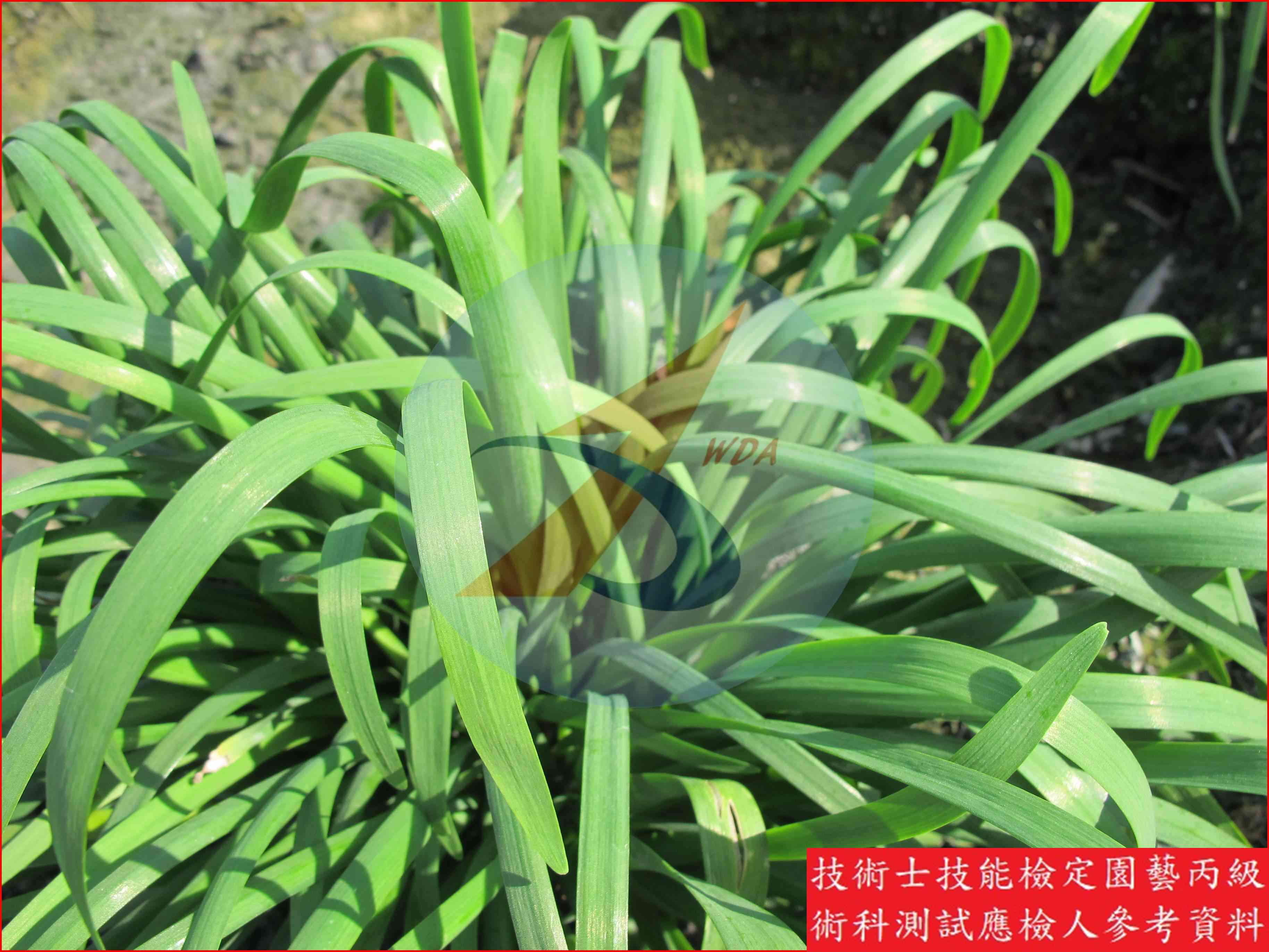 韭菜 園藝丙級識別圖片 10