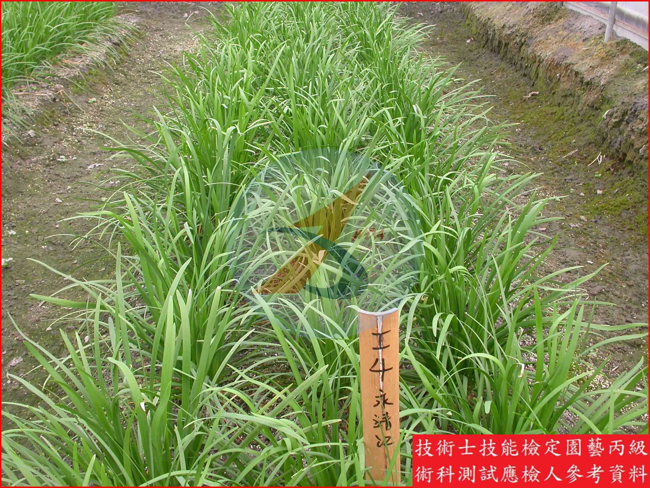 韭菜 園藝丙級識別圖片 8