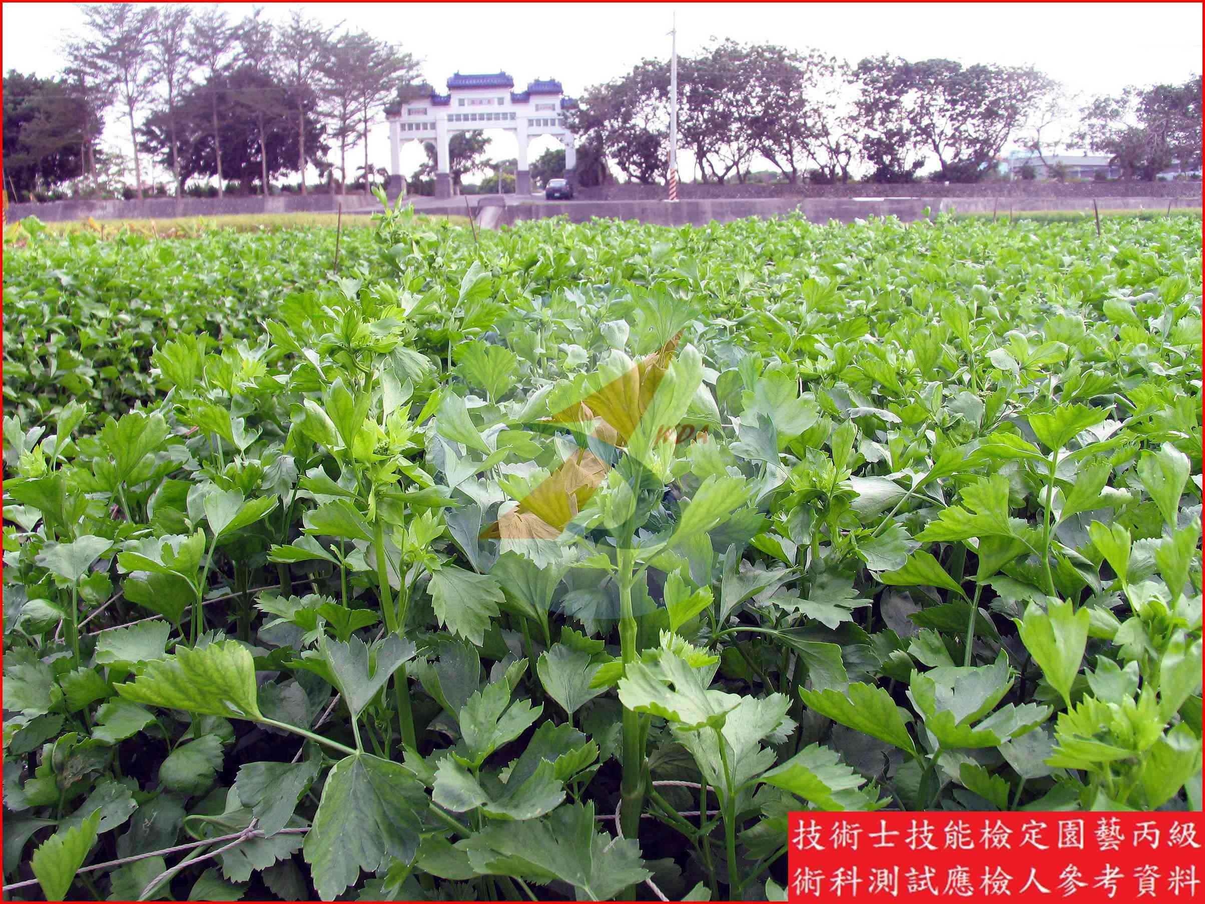 芹菜 / 芫荽 比較主圖