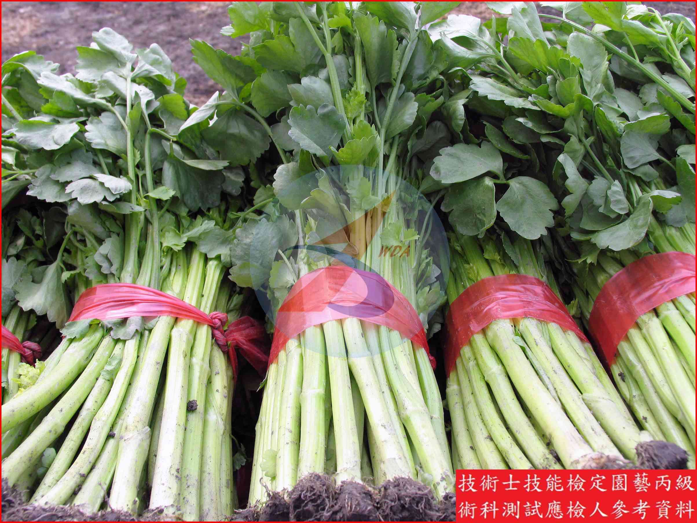 芹菜 園藝丙級識別圖片 3