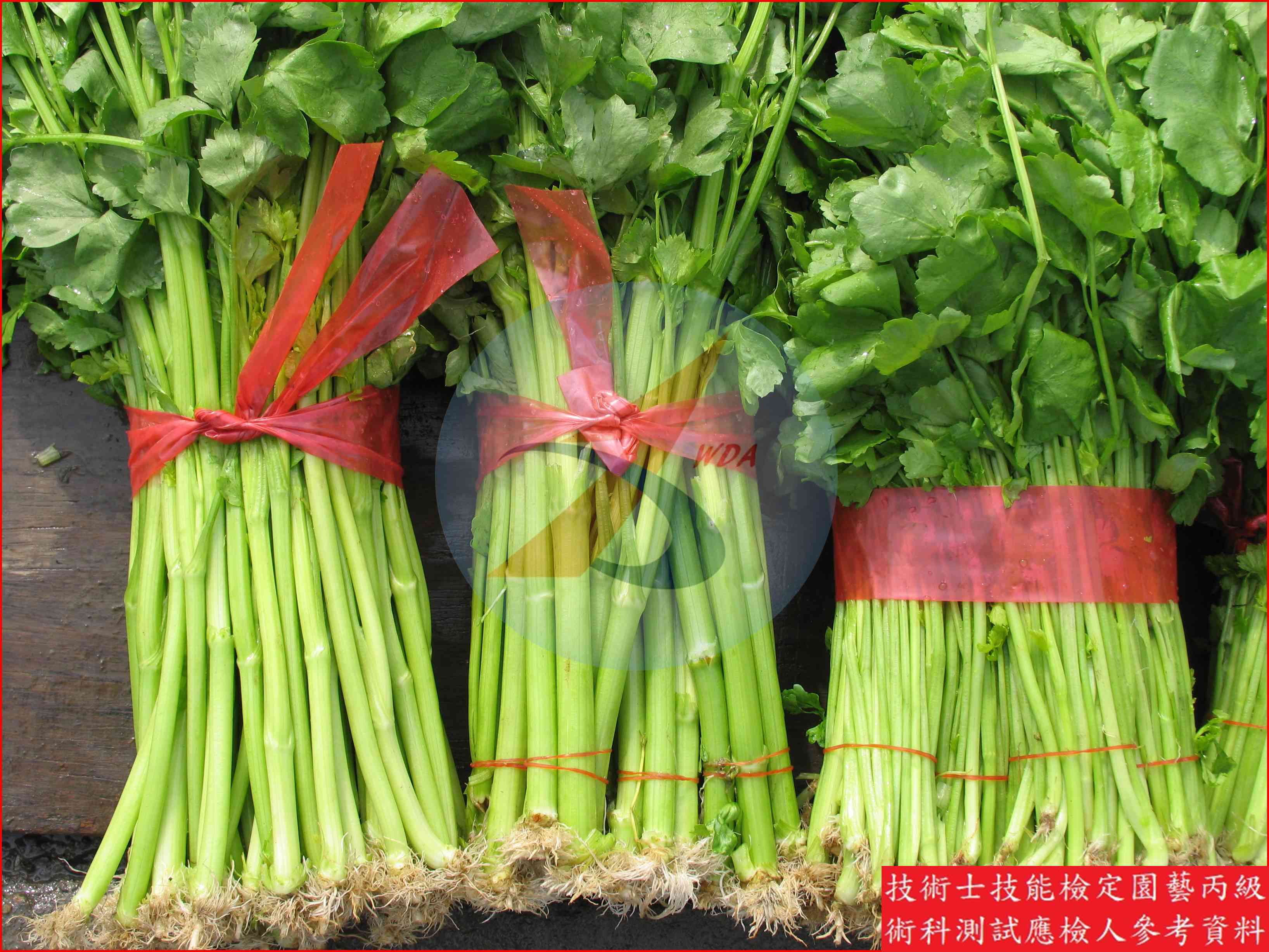 芹菜 園藝丙級識別圖片 4