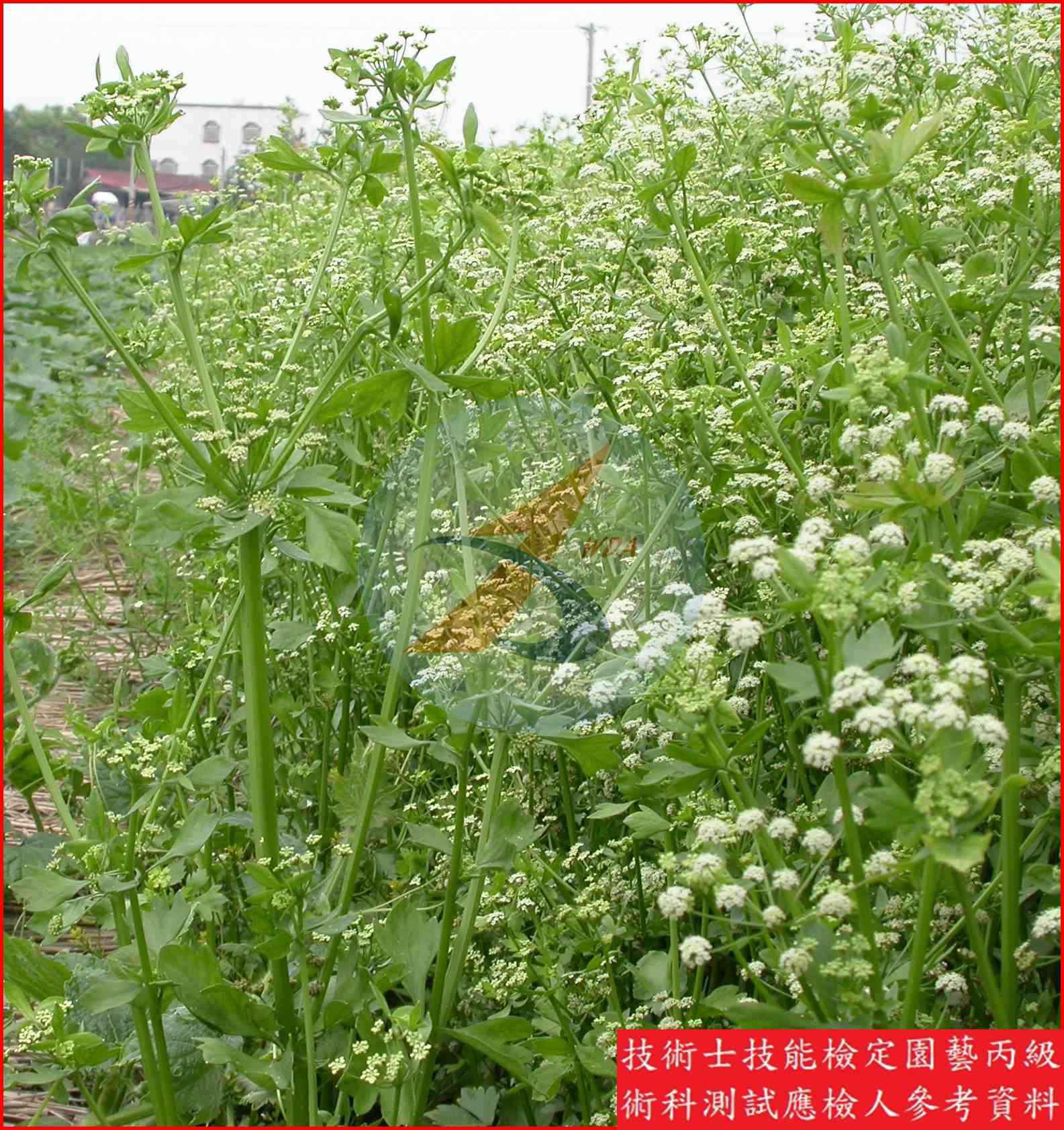 芹菜 園藝丙級識別圖片 5
