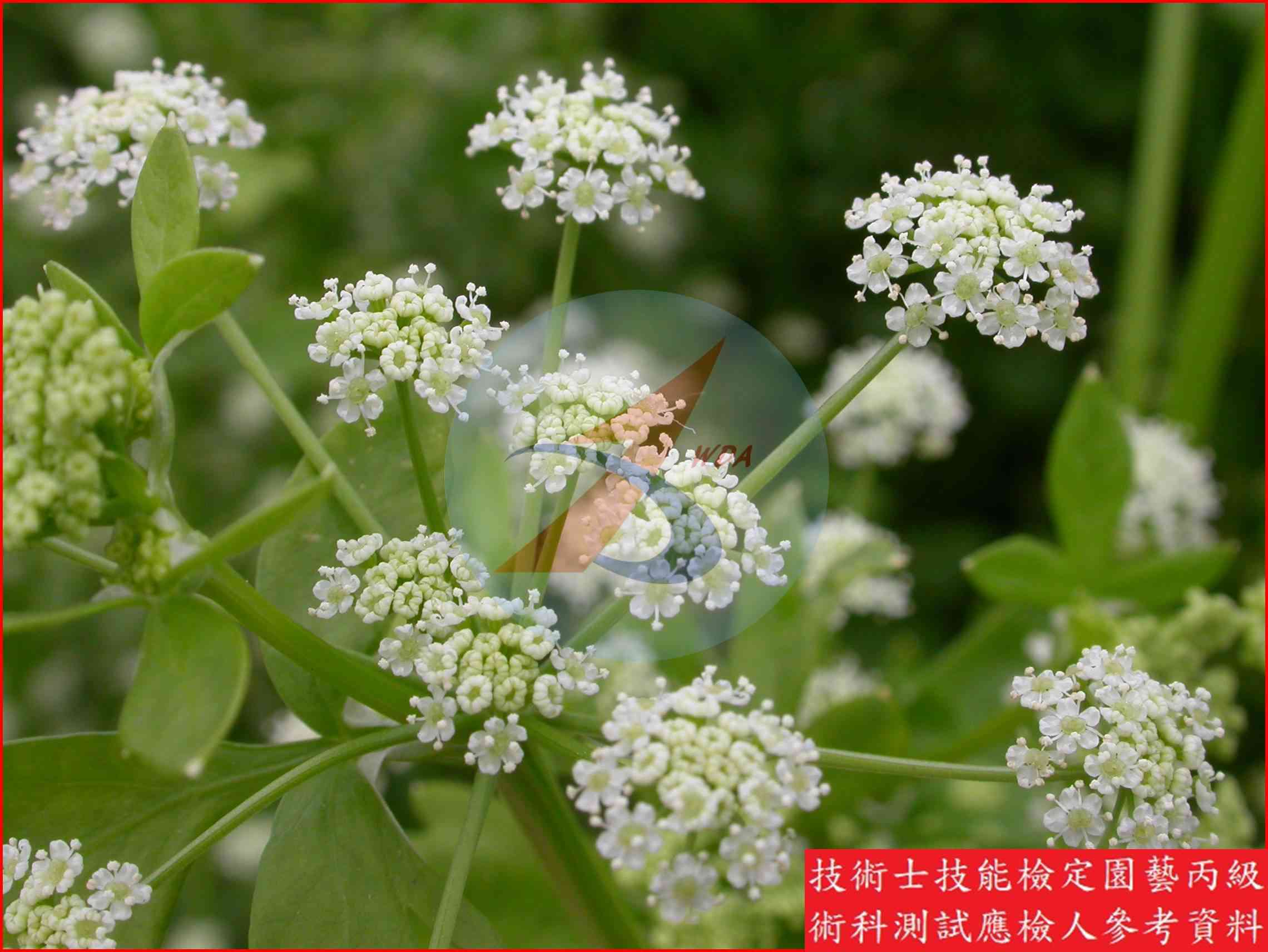 芹菜 園藝丙級識別圖片 6