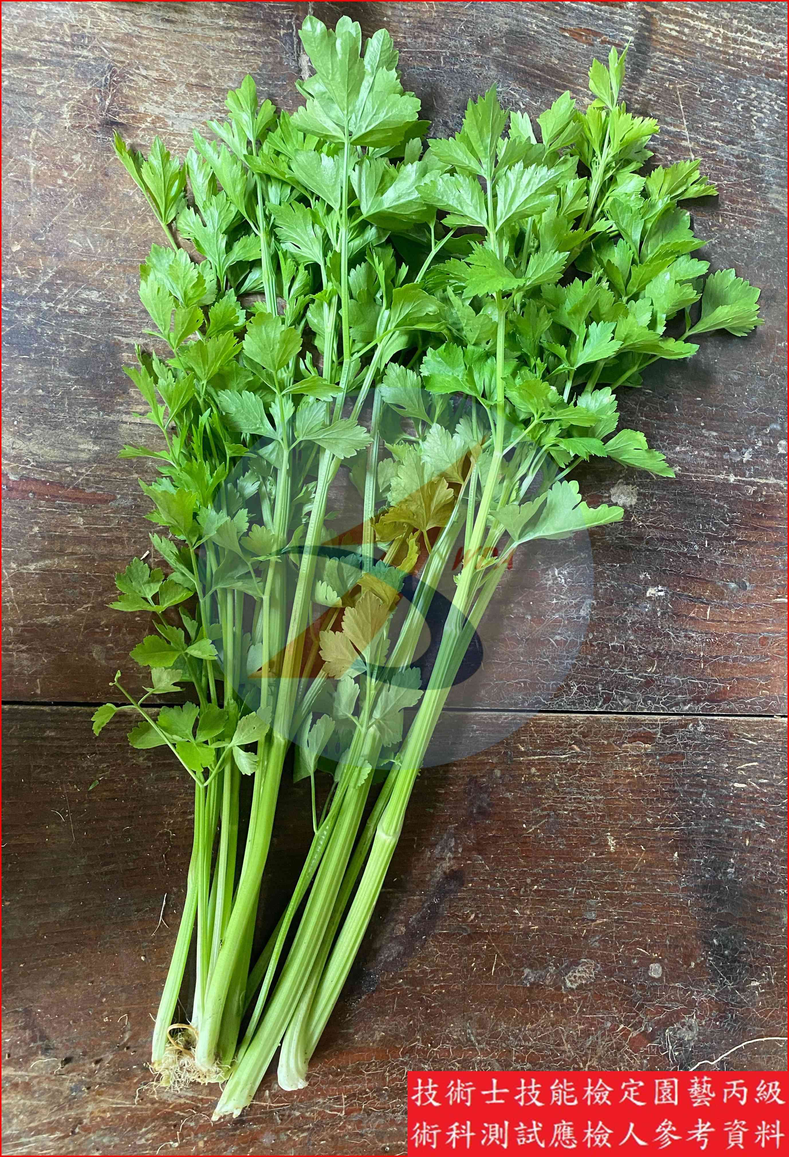 芹菜 園藝丙級識別圖片 7