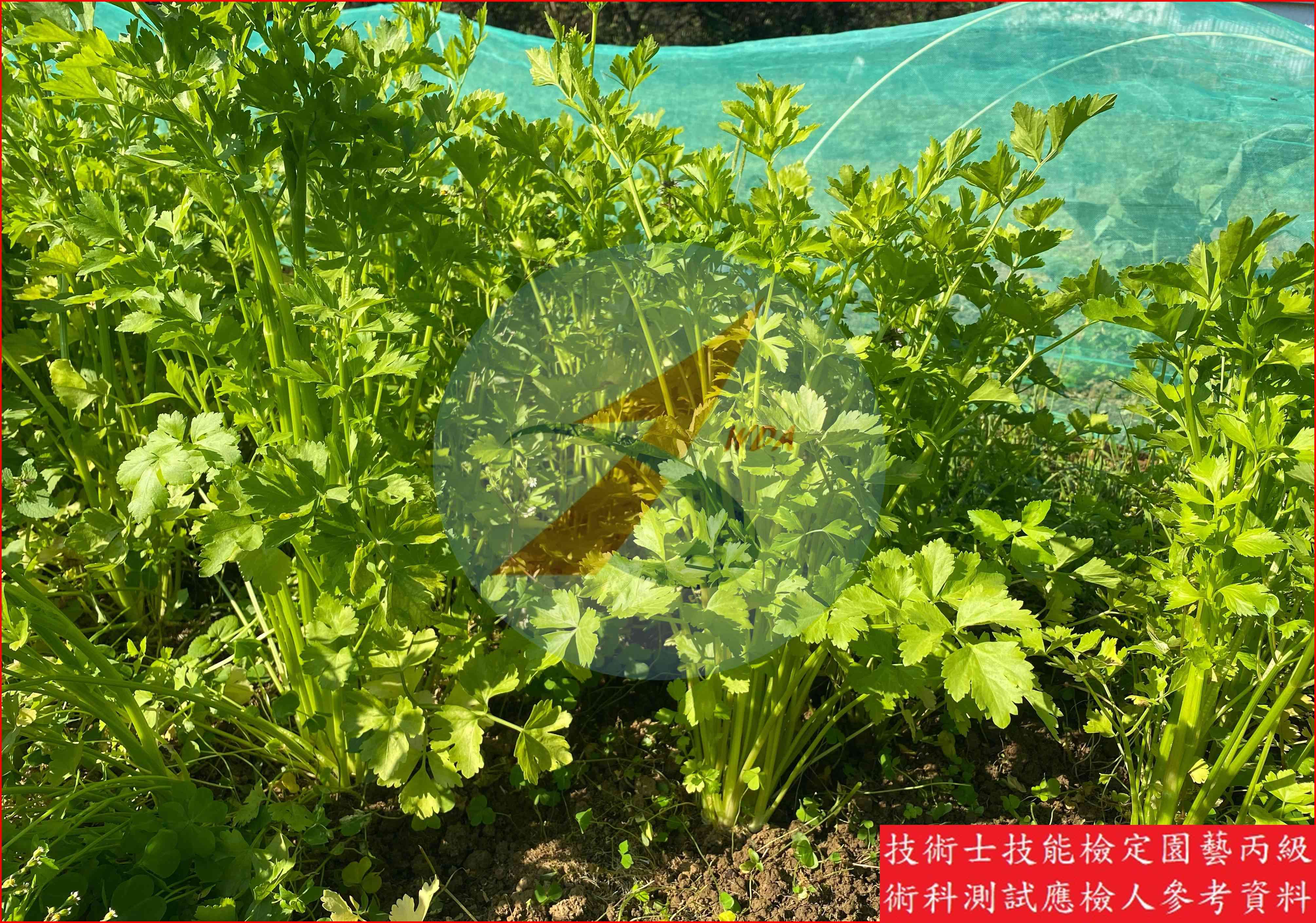 芹菜 園藝丙級識別圖片 8