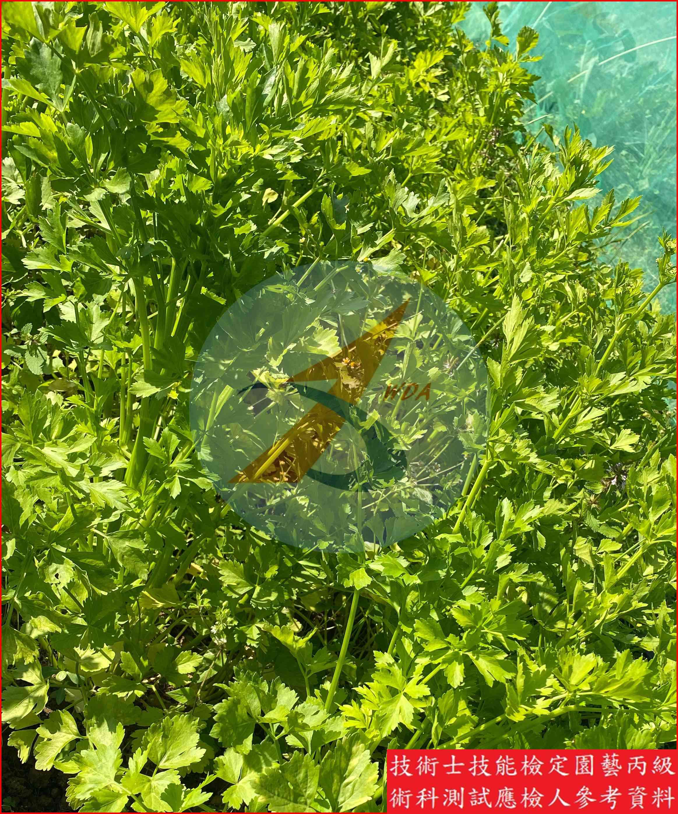 芹菜 園藝丙級識別圖片 9