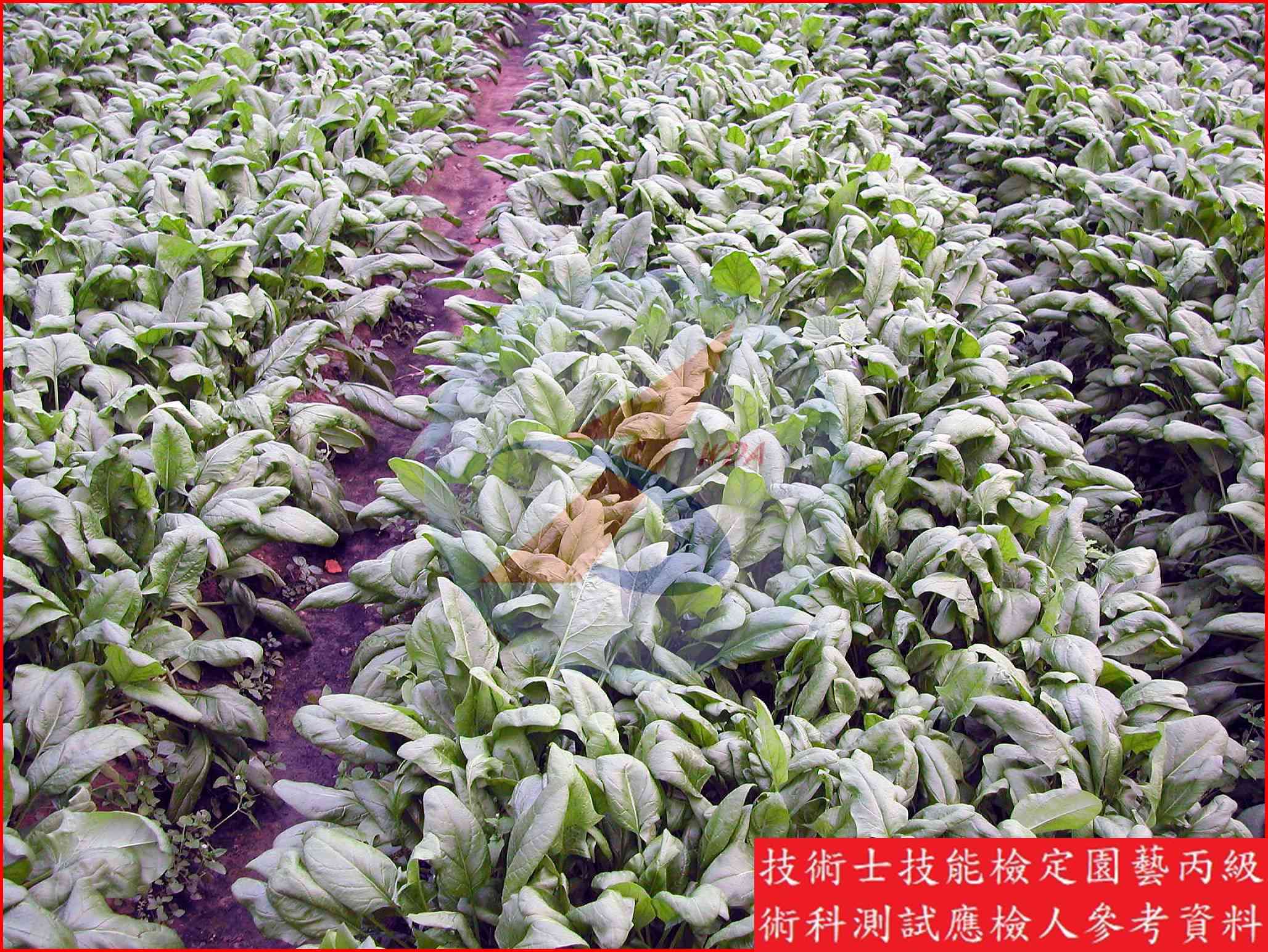 菠菜 / 莧菜 比較主圖