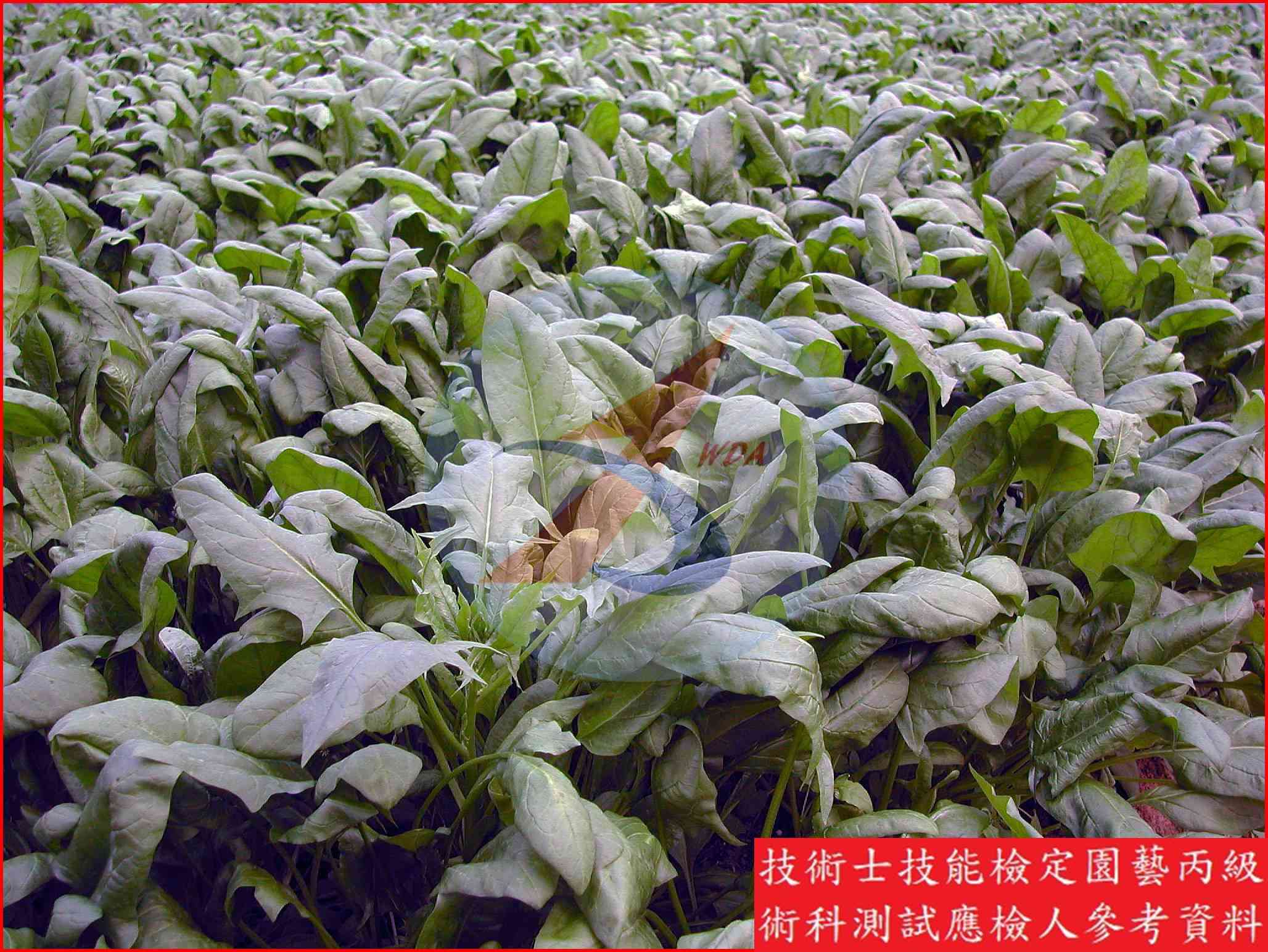 菠菜 園藝丙級識別圖片 2