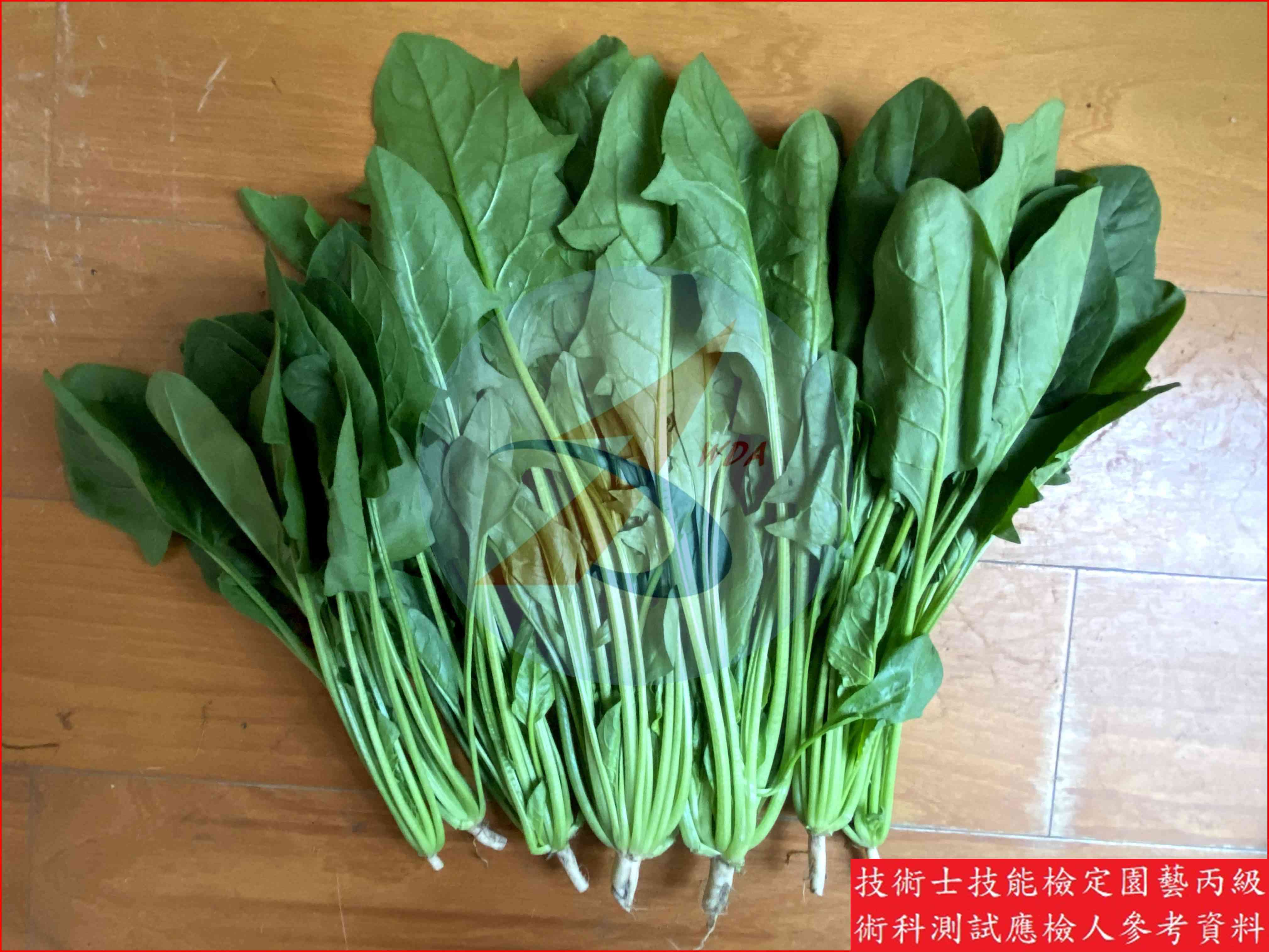 菠菜 園藝丙級識別圖片 3