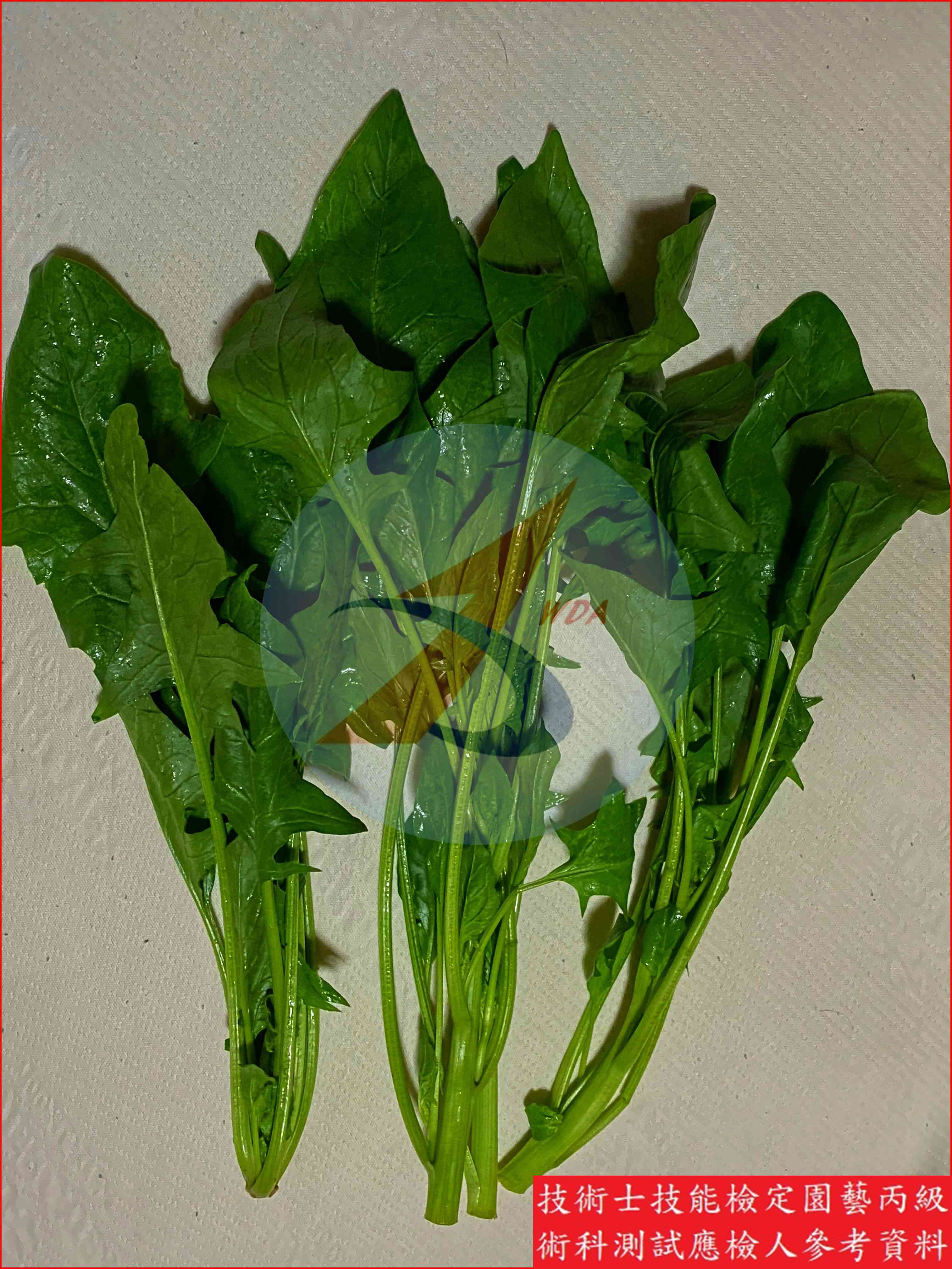 菠菜 園藝丙級識別圖片 4