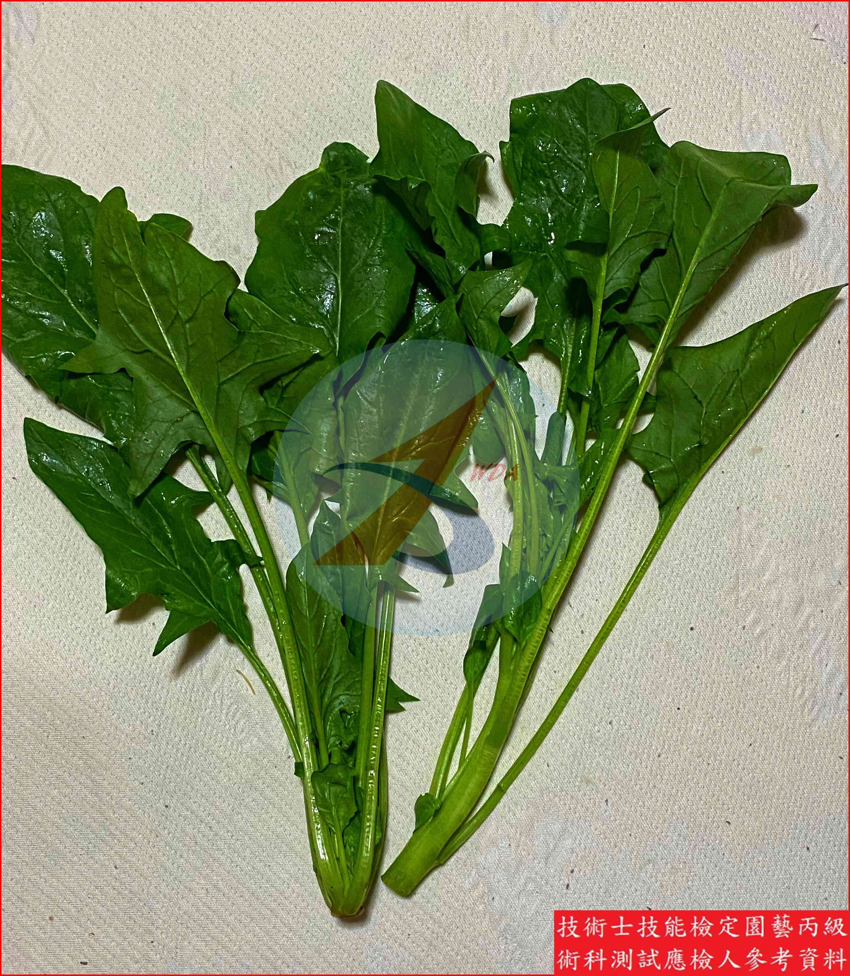 菠菜 園藝丙級識別圖片 5