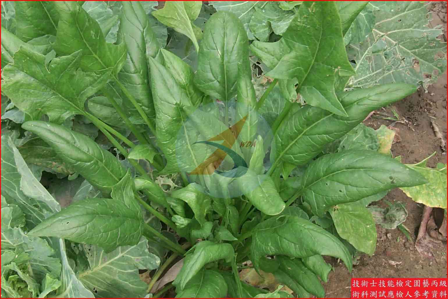 菠菜 園藝丙級識別圖片 6
