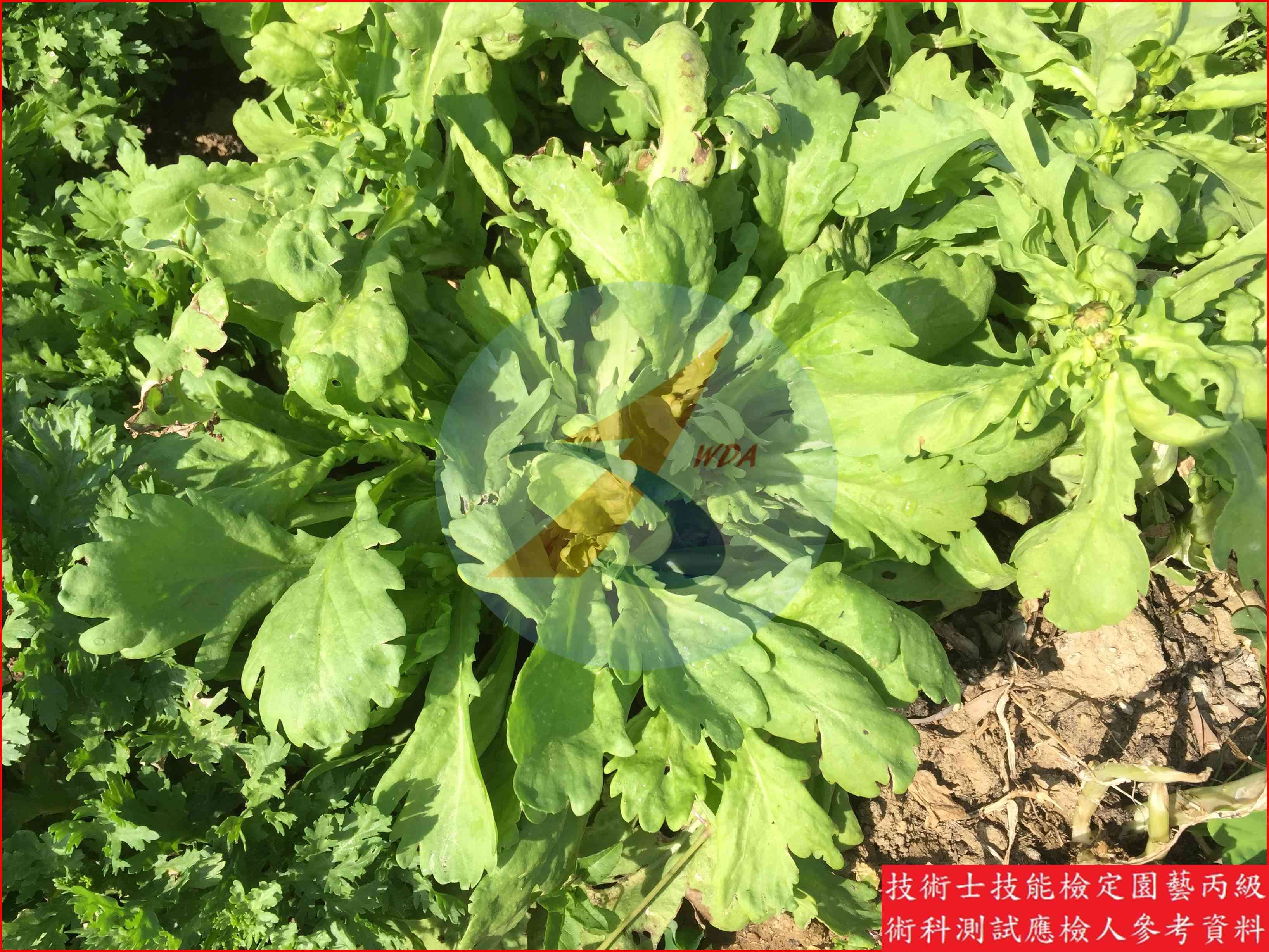 茼蒿 / 葉萵苣 比較主圖