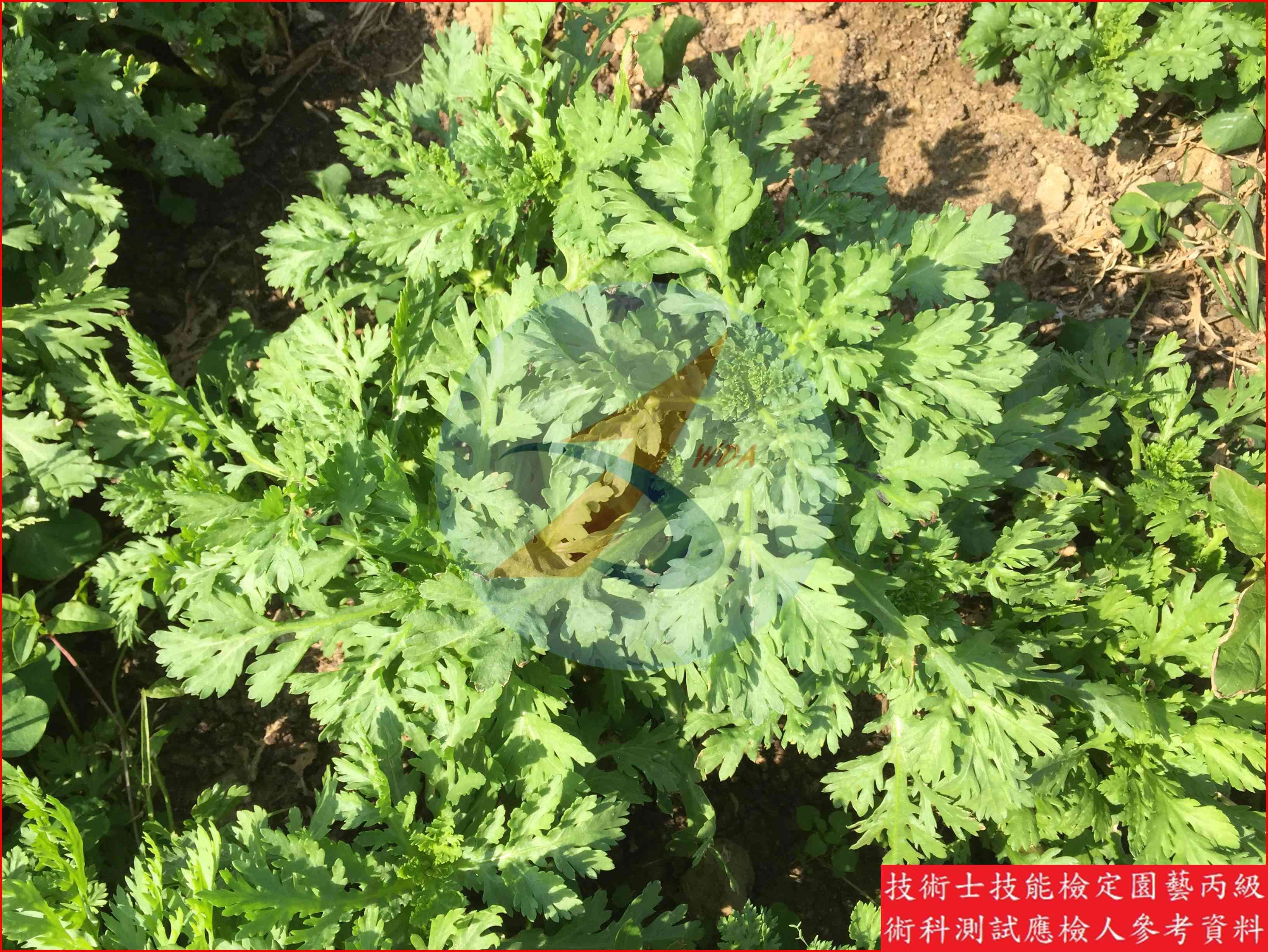 茼蒿 園藝丙級識別圖片 2