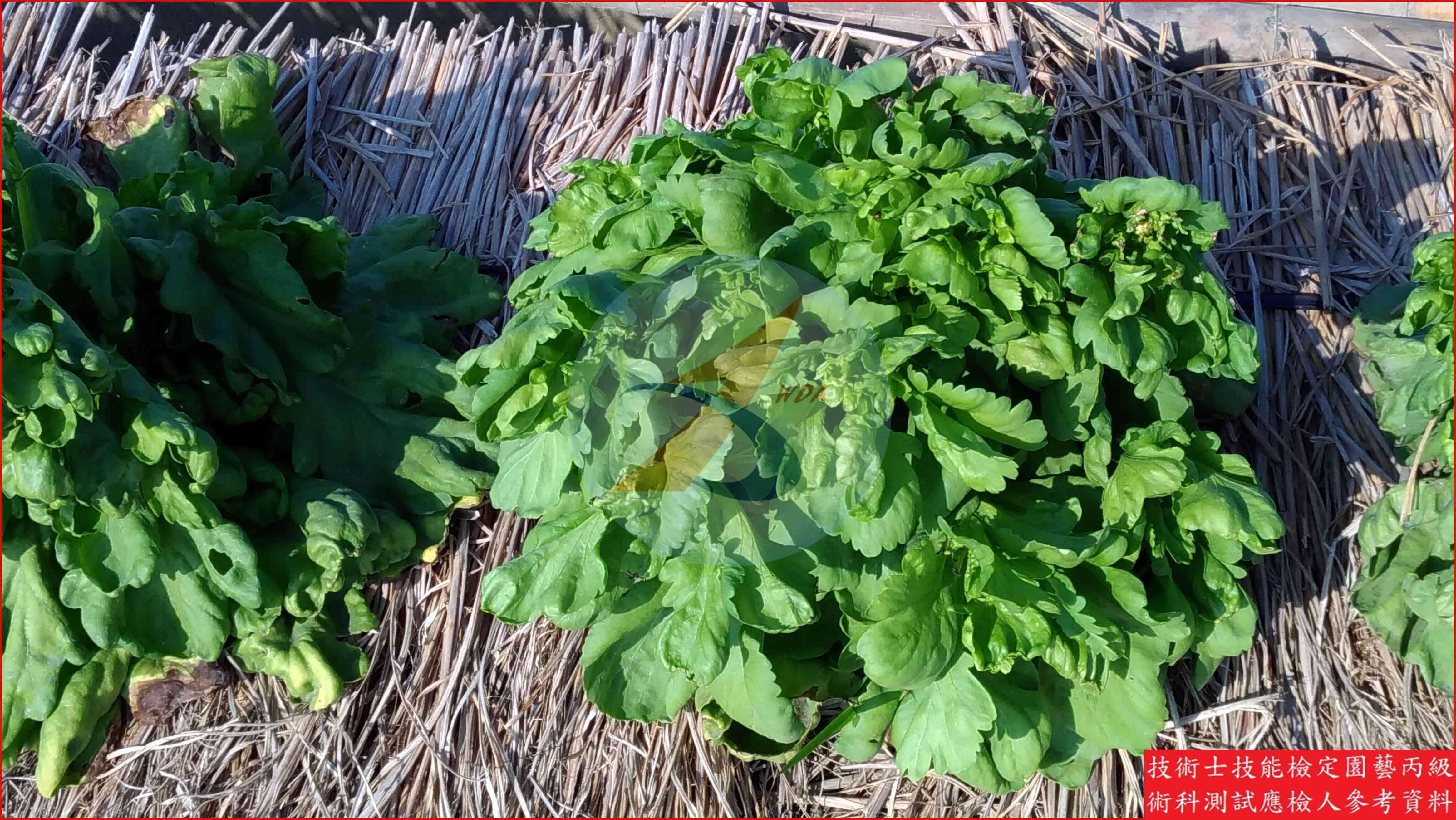 茼蒿 園藝丙級識別圖片 3